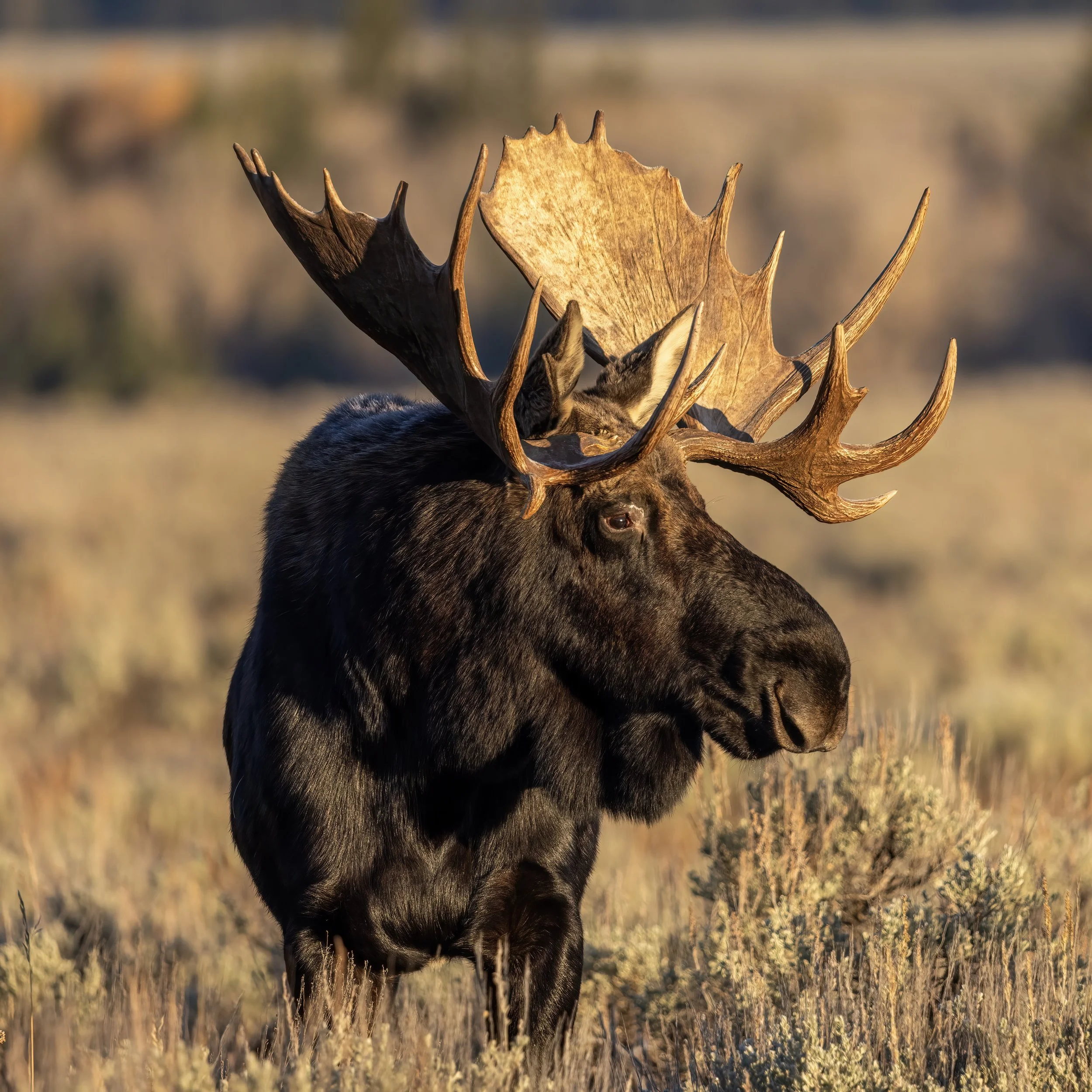 Bull Moose in Golden Grand Teton Light.jpg