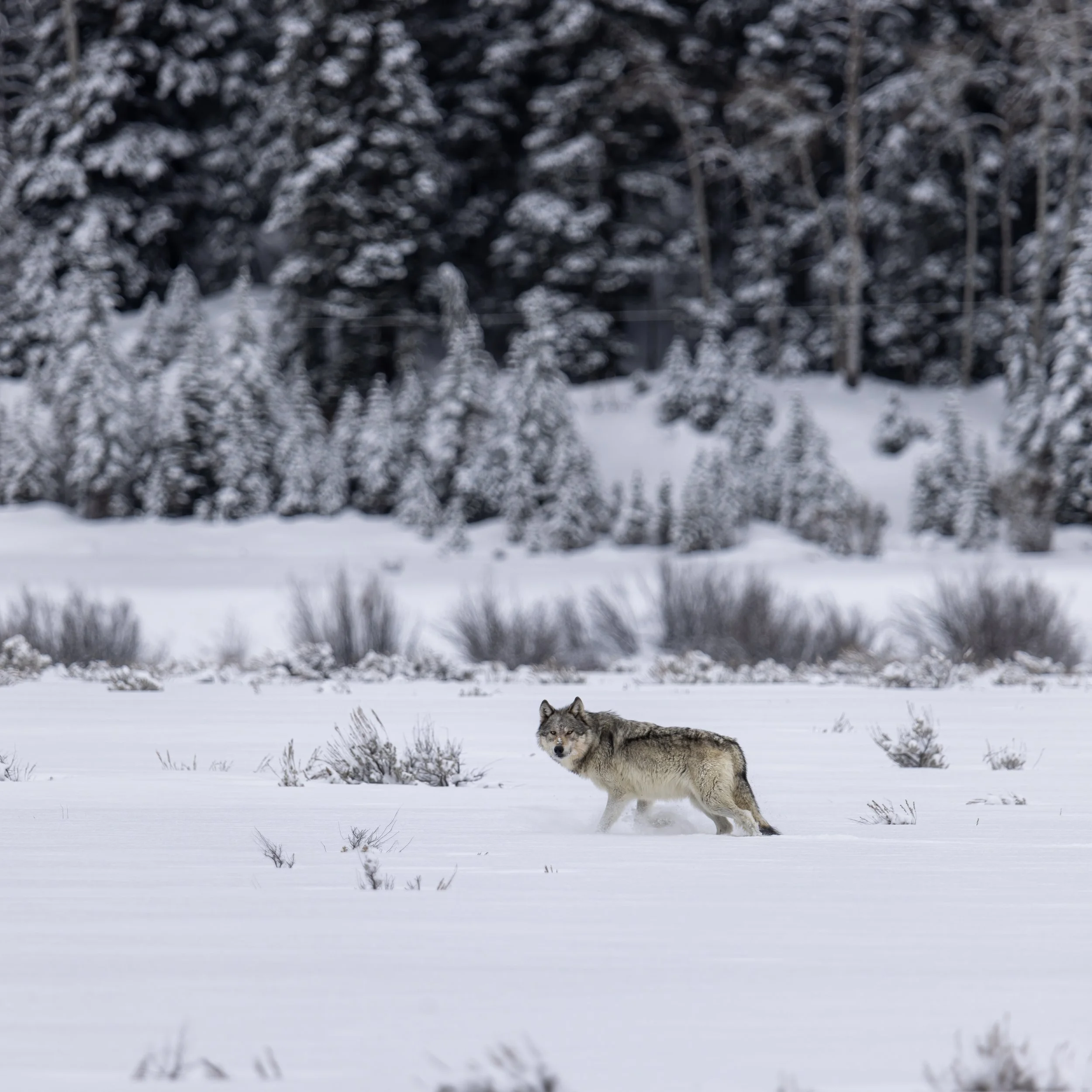 GTNP Wolf Snowscape.jpg