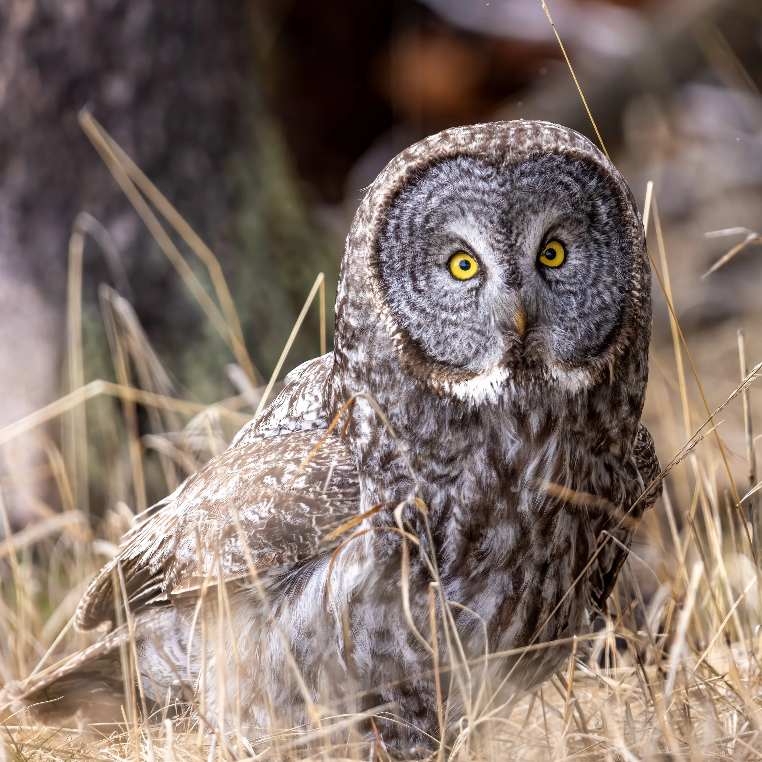 Great Gray in the Grass.JPG