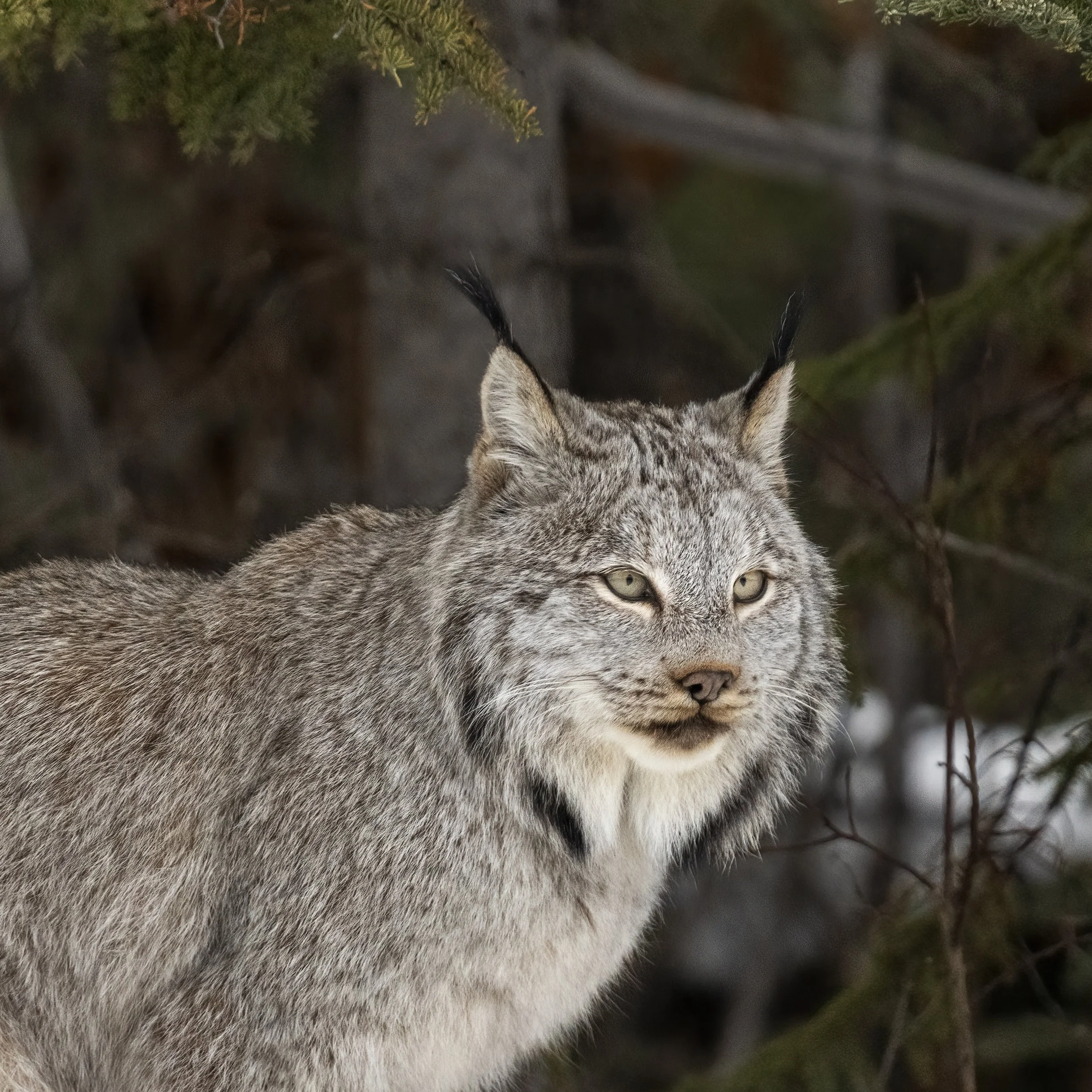 Lynx Against the Pines.jpg