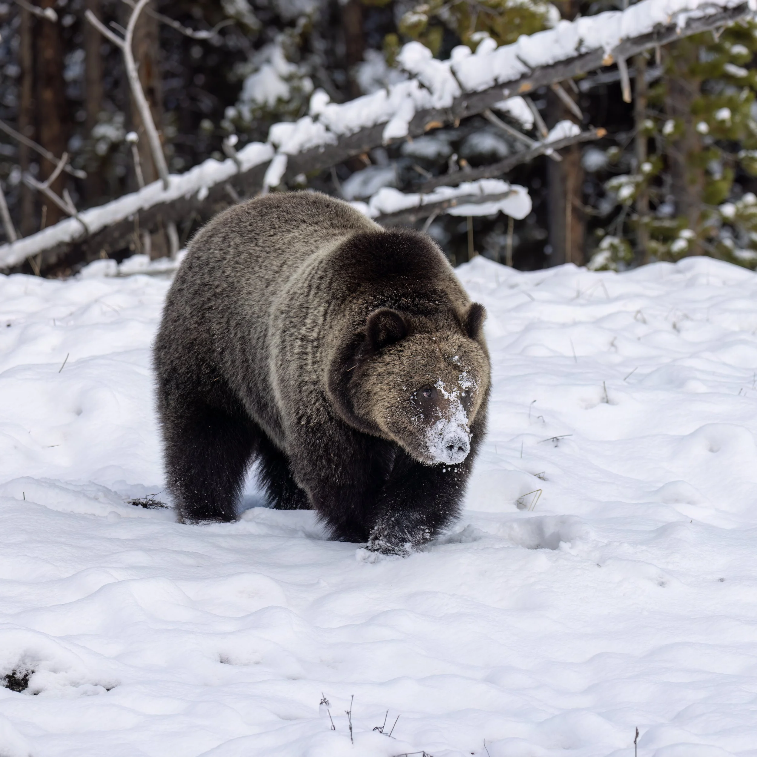 Grizzly 1063 in Snow Stepping.jpg