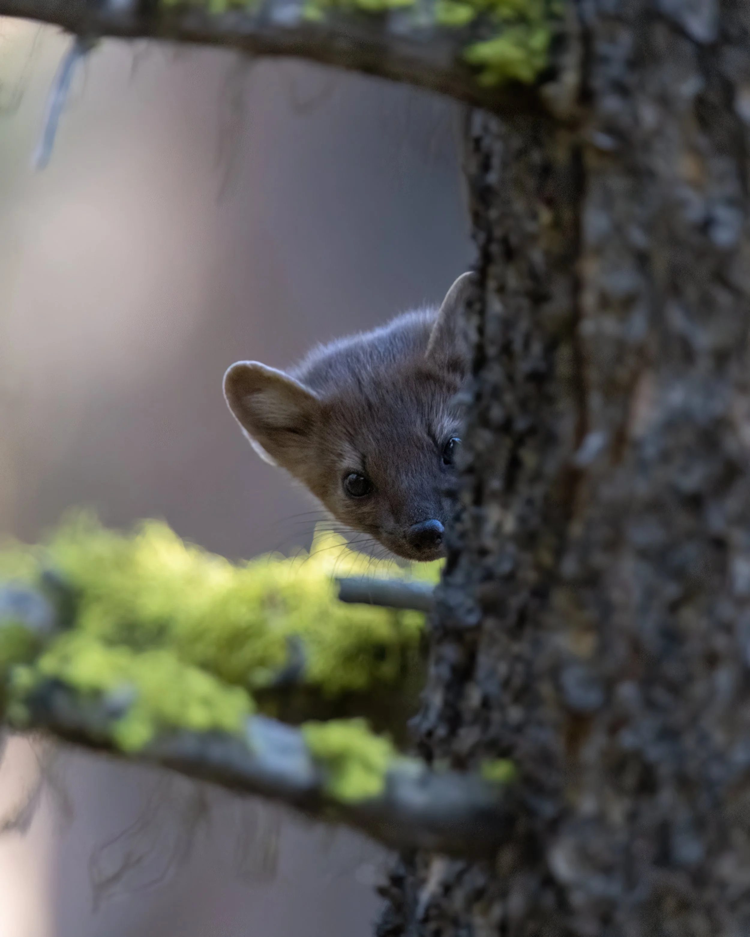 Pine Marten Peeking Around Tree.jpg