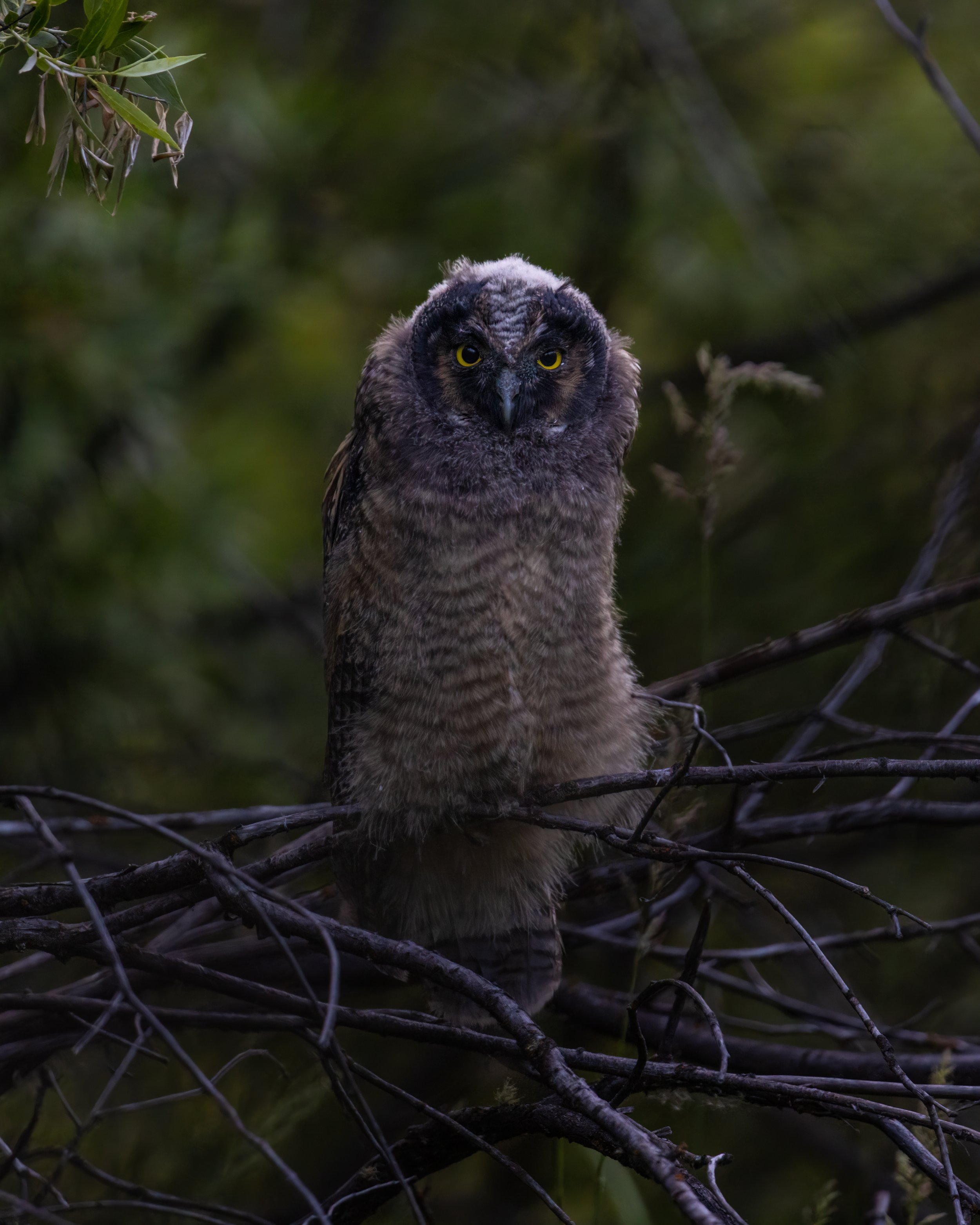 LEO Owlet in Dark Branchy Areas.jpg