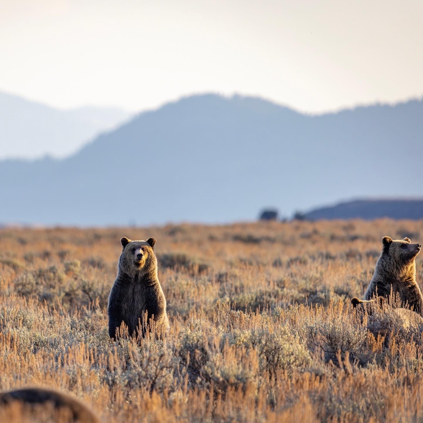 610 and Triplets.JPG