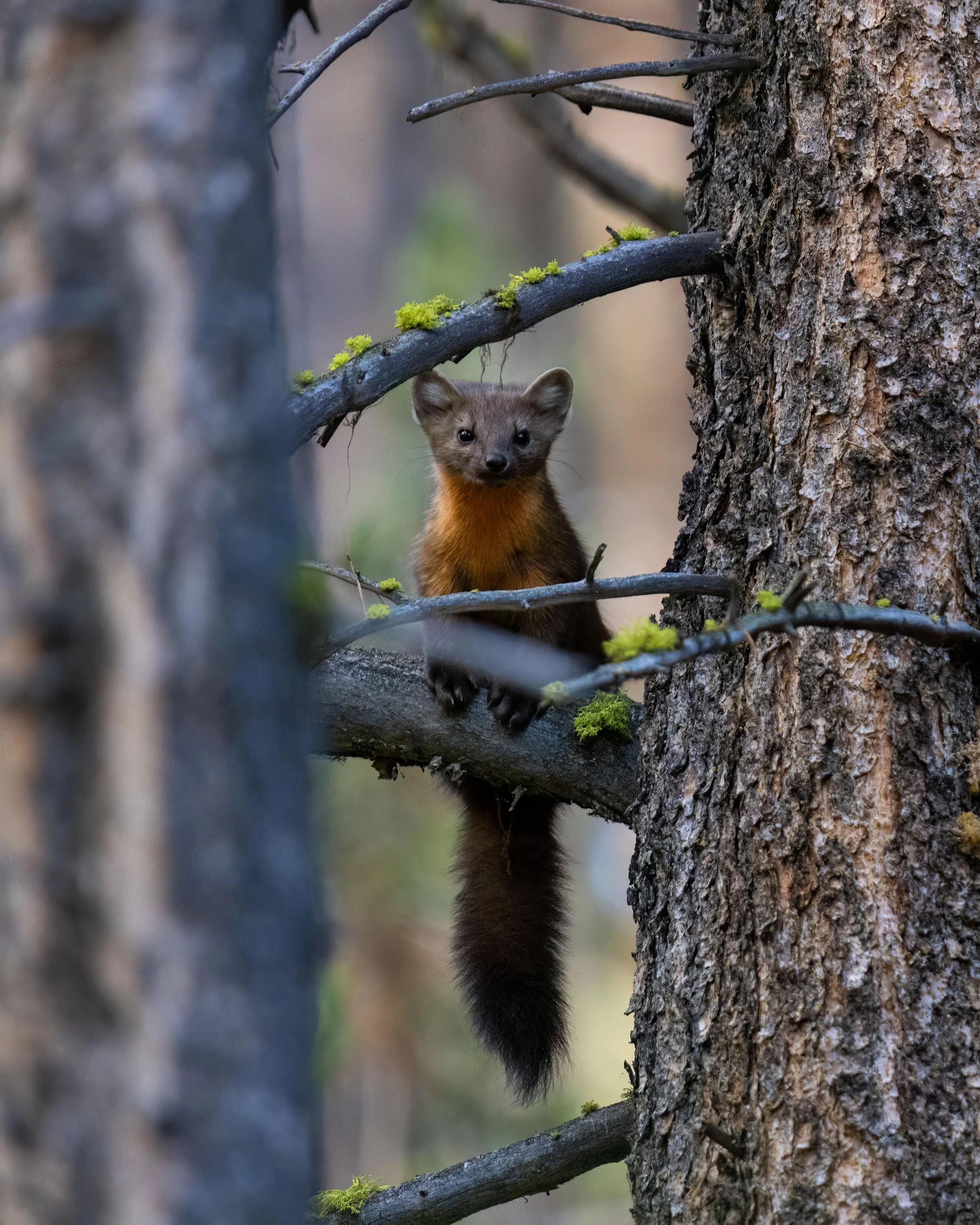 Marten 2 in between trees 9.20.25.jpg