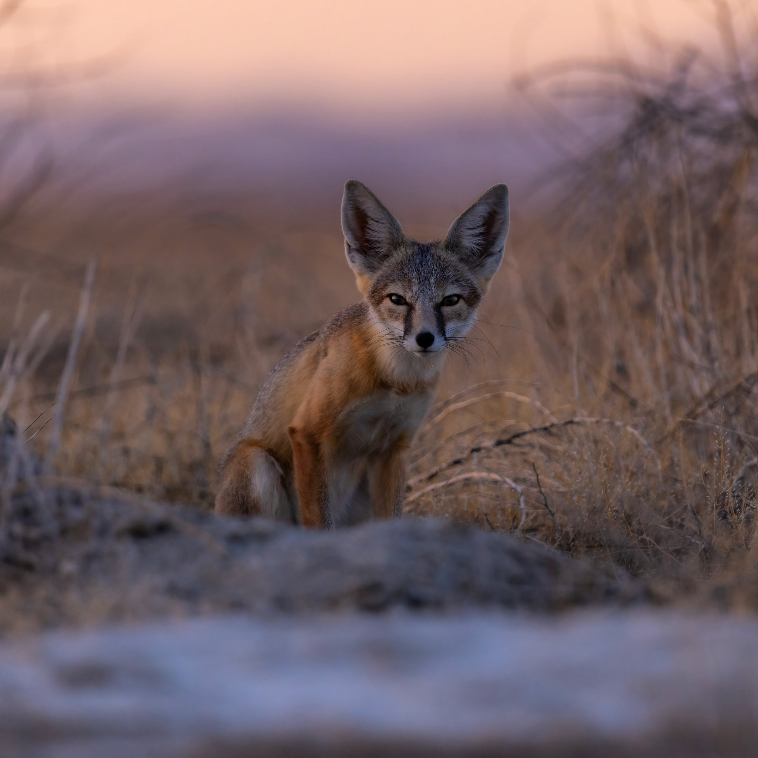 Kit Fox at Sunset.JPG