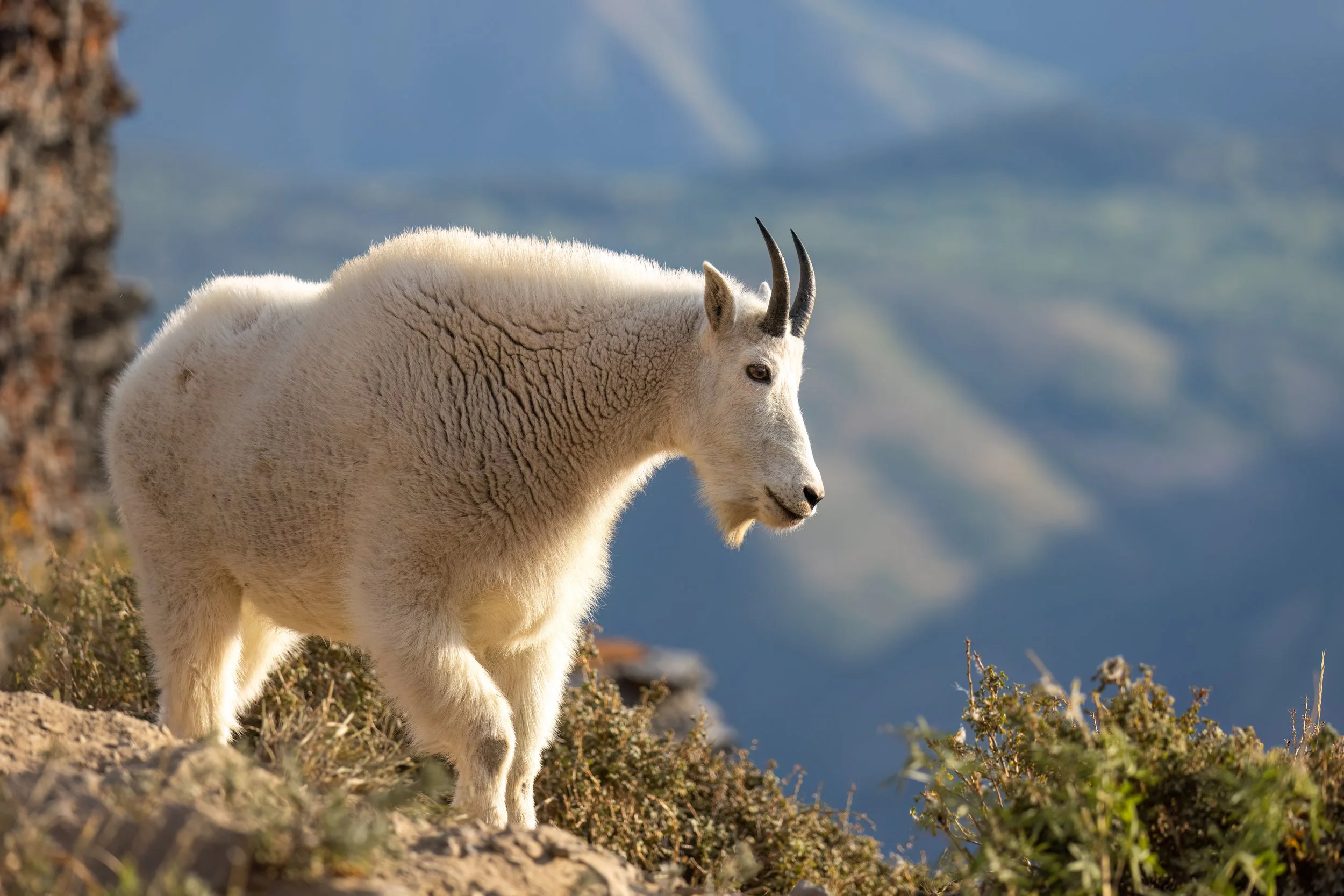 Mt. Timp Goat 8_25.jpg