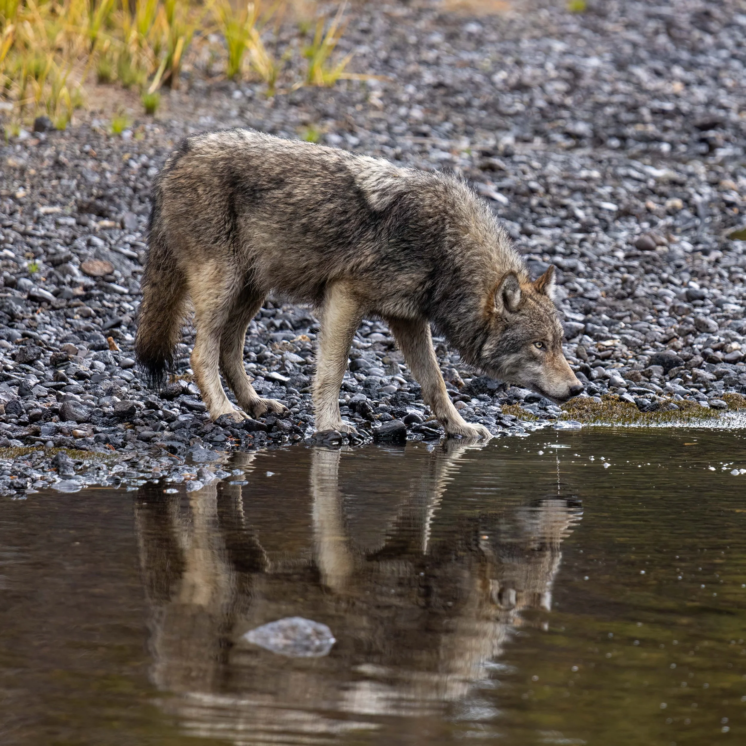 Wolf Reflection 10.15.25.jpg