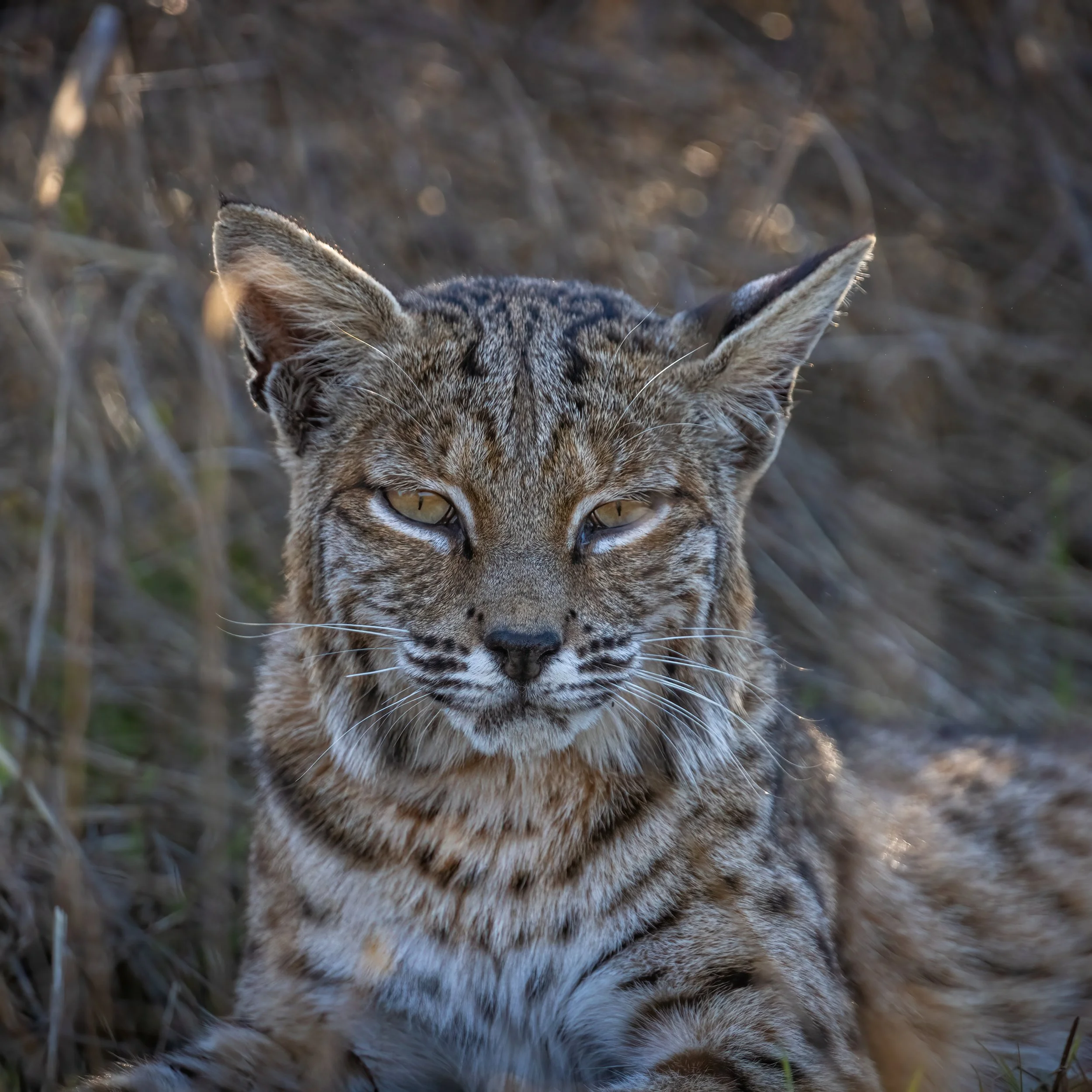 Cheetah Bobcat Portrait.JPG