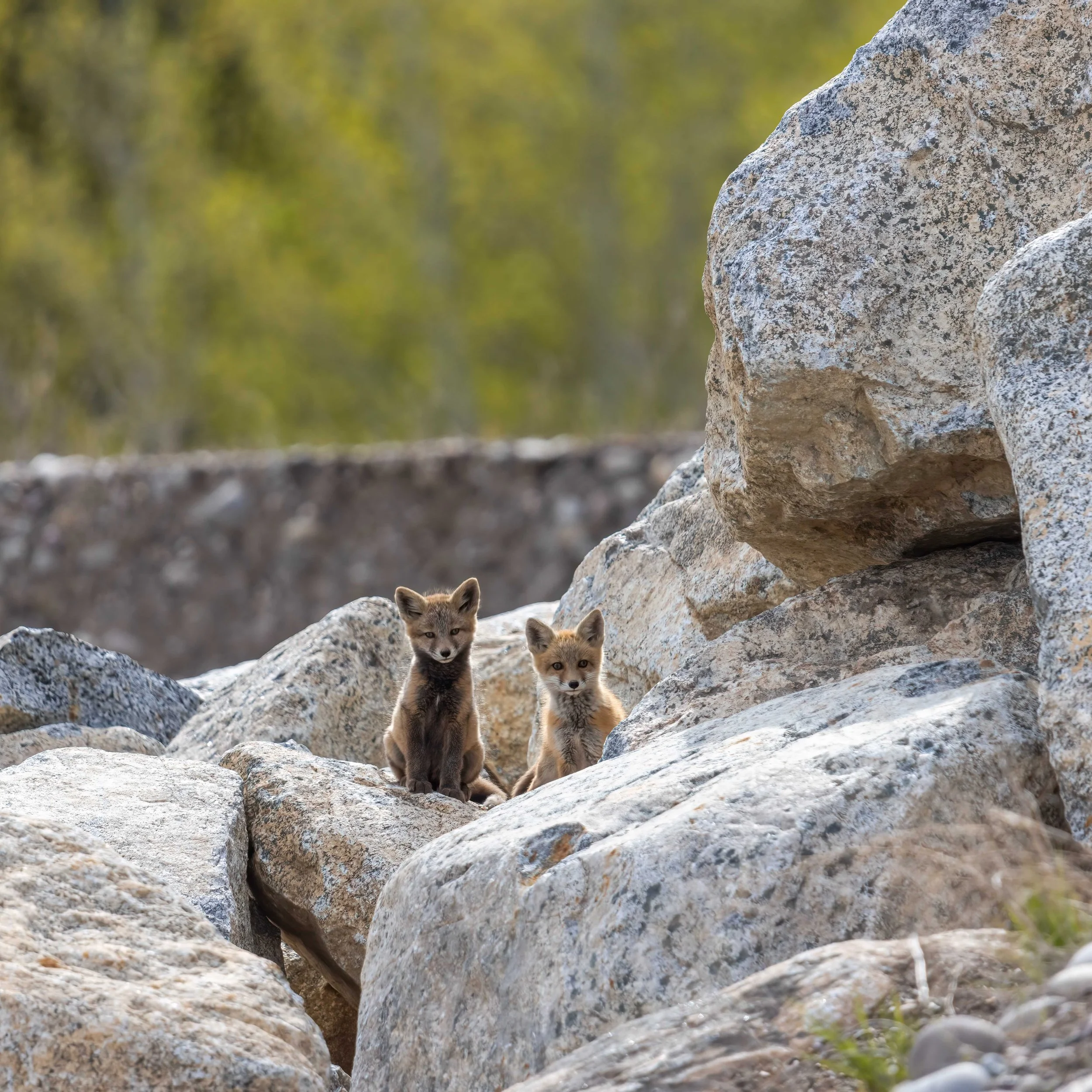 Fox Kits on the Rocks.jpeg