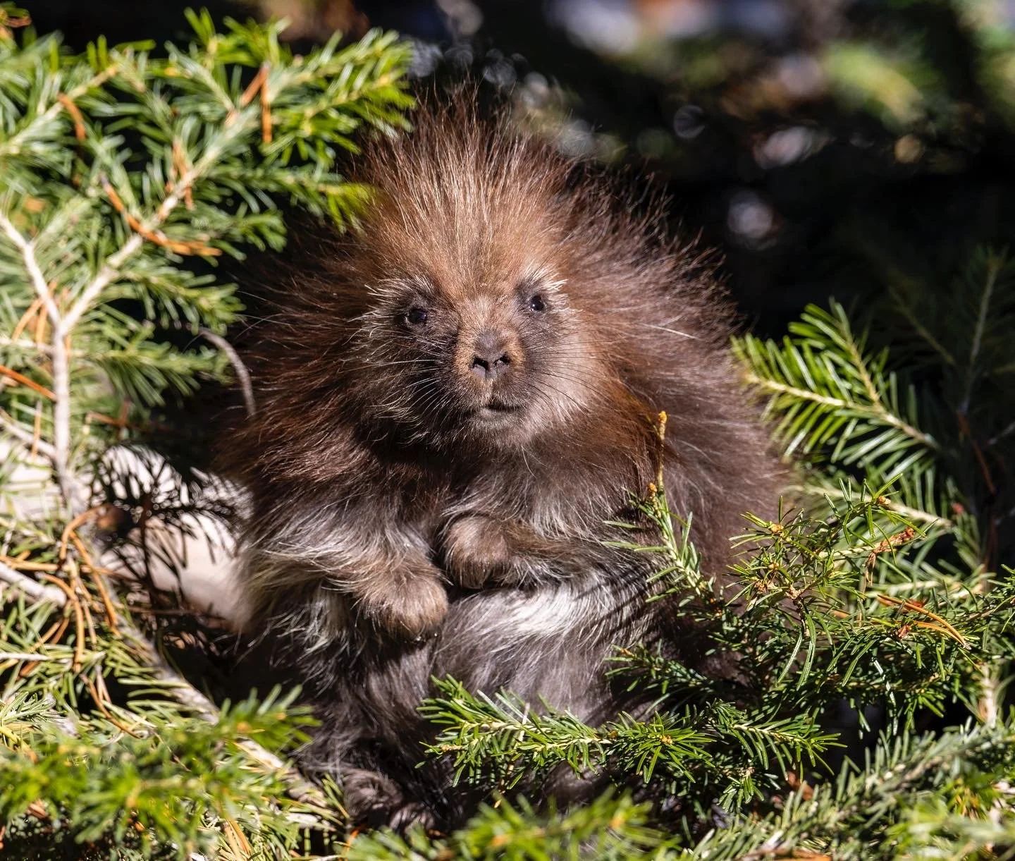 Porcupette, Bad Hair Day.JPG