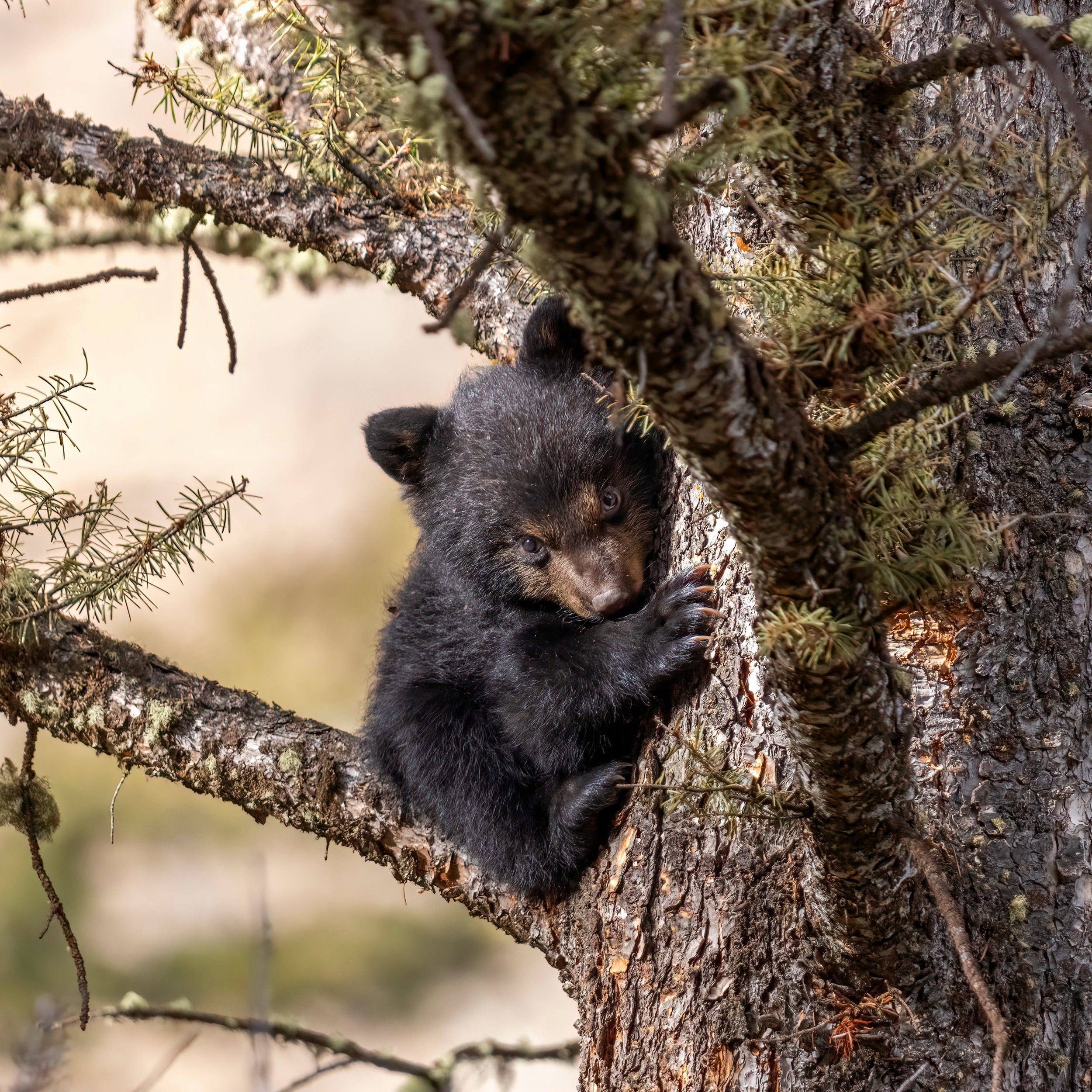 Black-Bear-Cub-Blacktail-Plateau-Spring-Bluhm-Ben.jpg