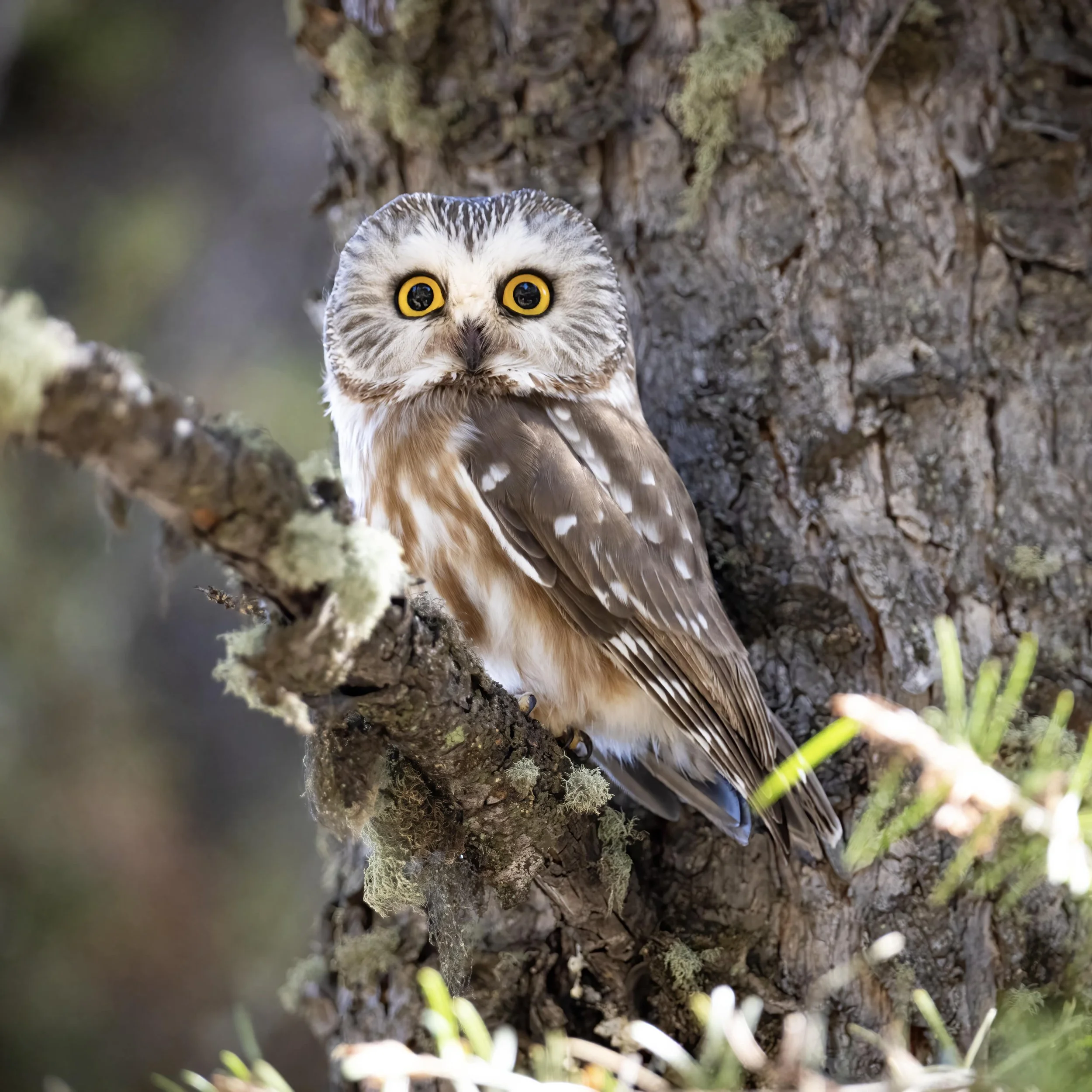 Saw-whet-Owl-Tower-Junction-Spring-Bluhm-Ben.jpg