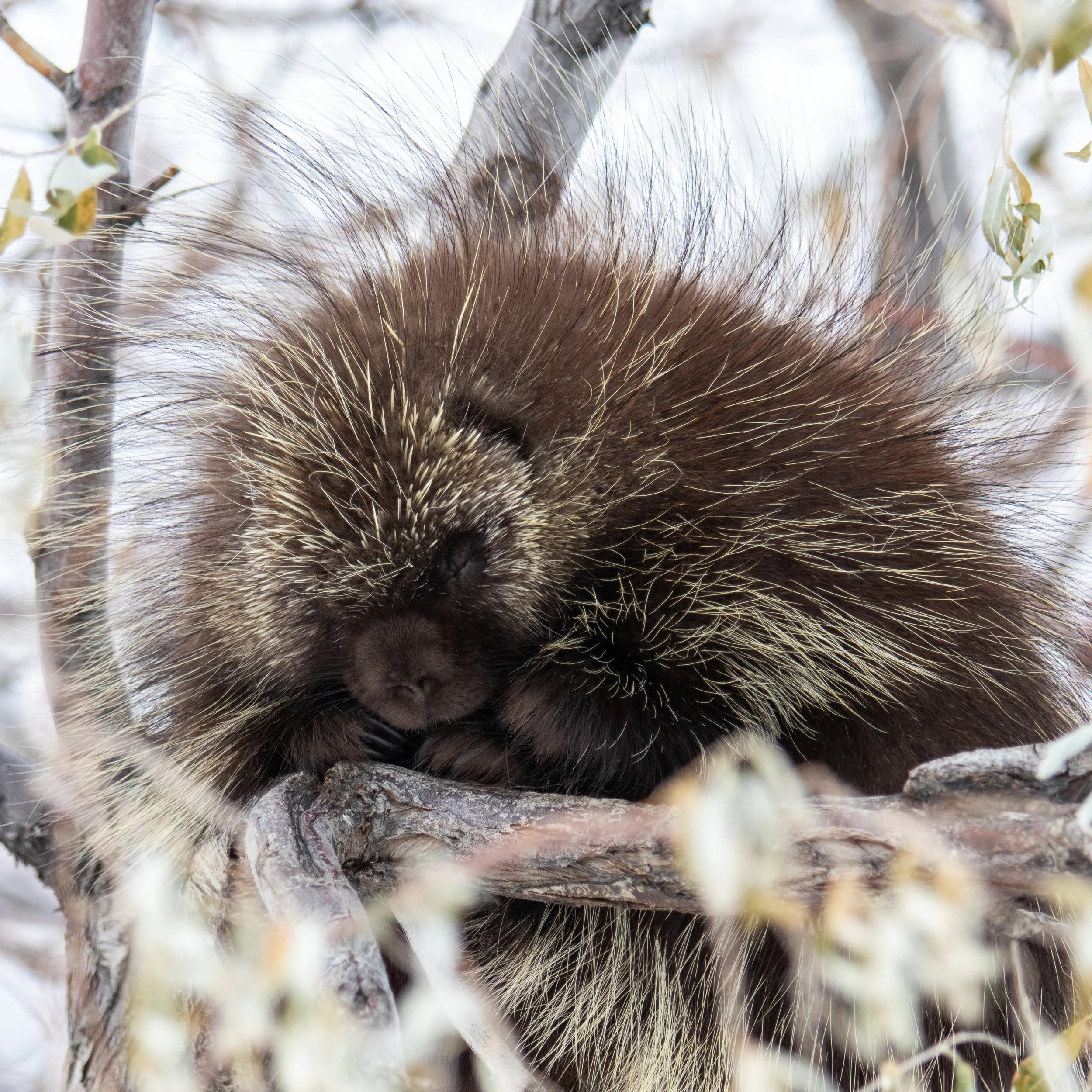 Porcupine Sleeping on Tree.jpg