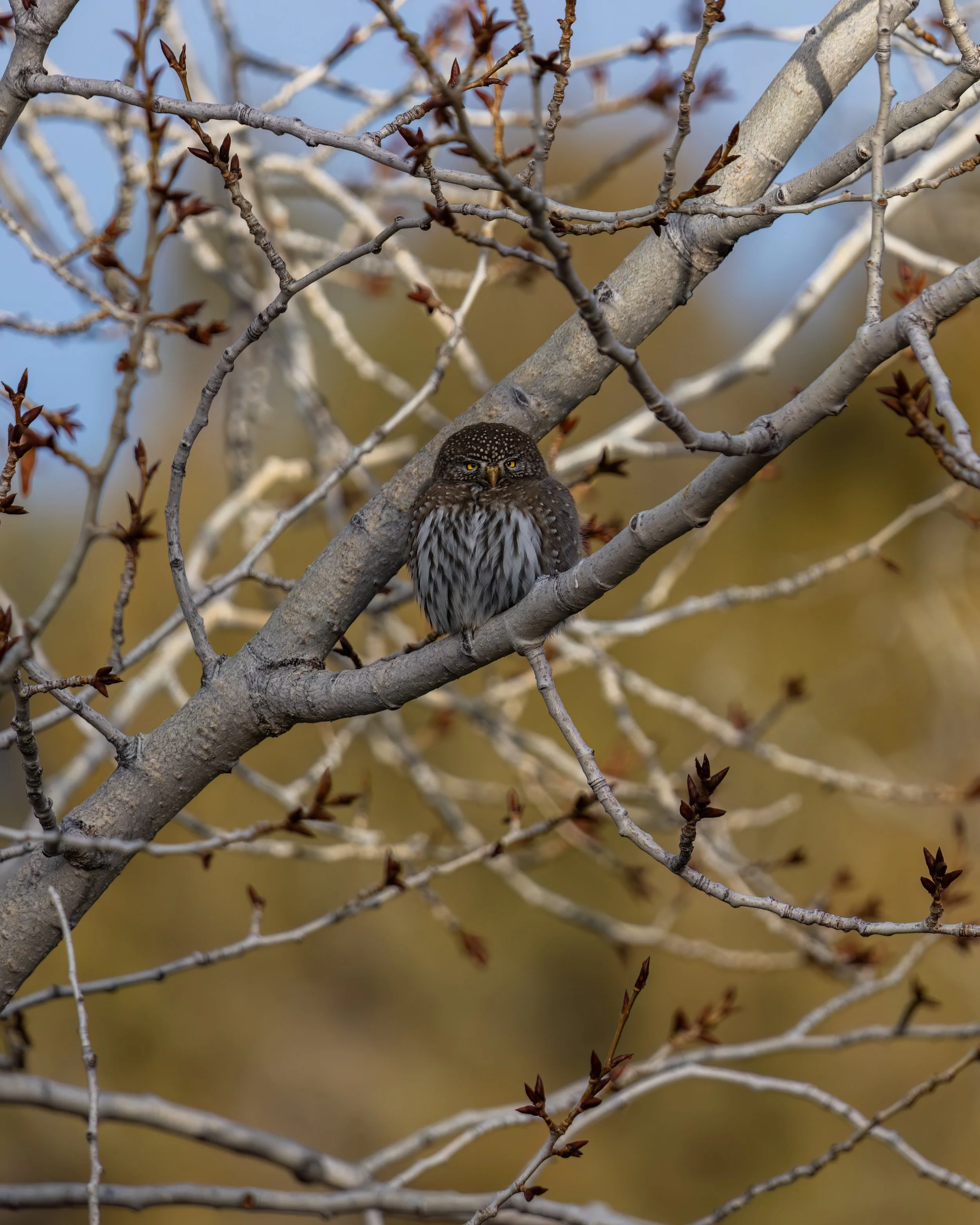 Pygmy Cress Creek Feb 1 2026.jpg