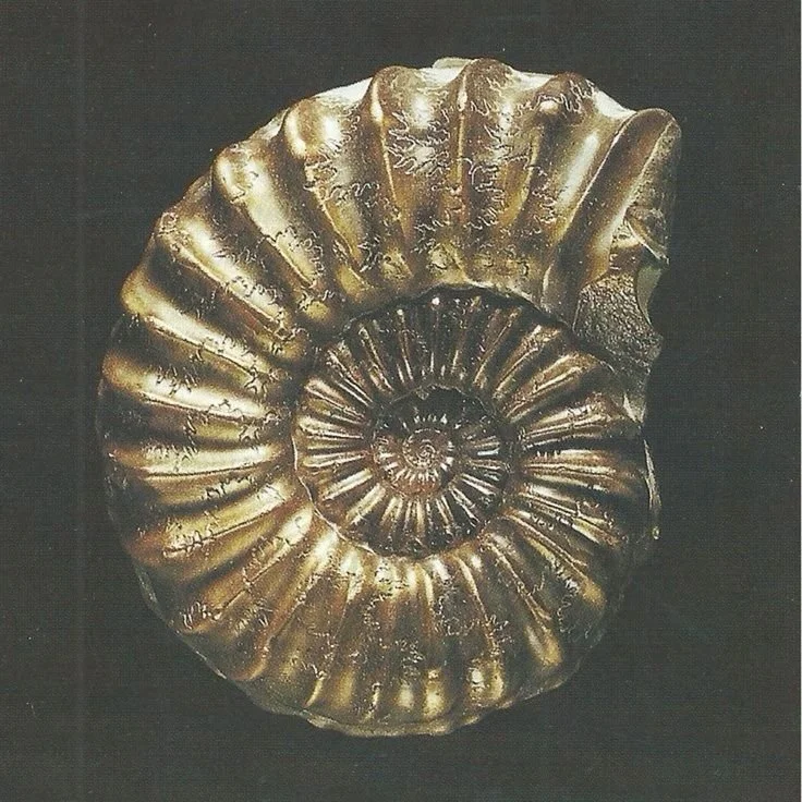 A close-up of a polished ammonite fossil with a spiral shape, dark background.