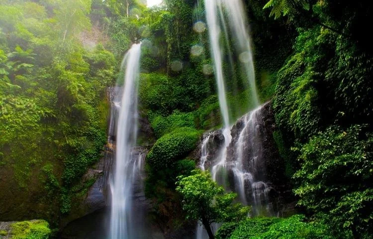 Cascada en medio de un bosque tropical con vegetación verde y frondosa.