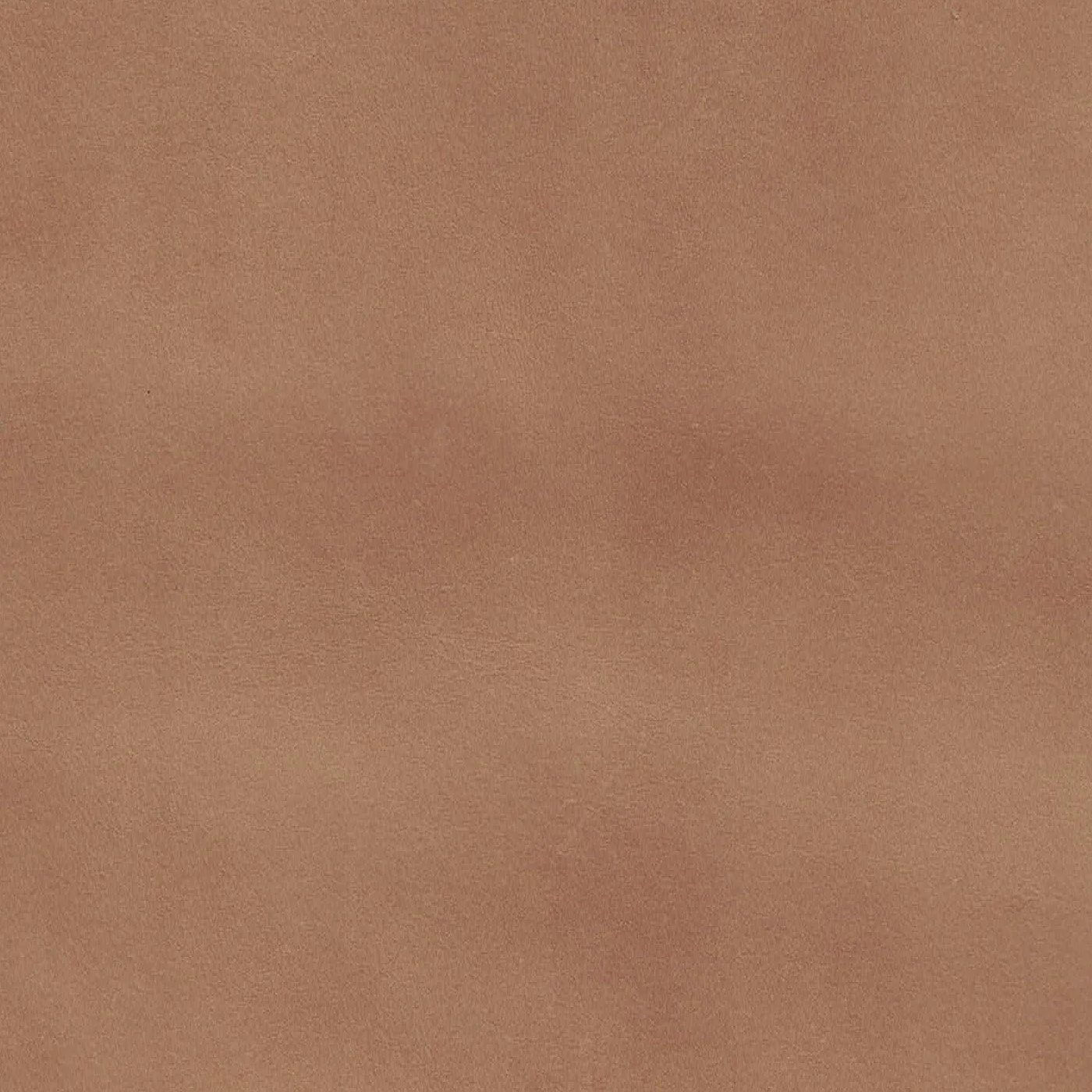 Jewel Camel.jpg