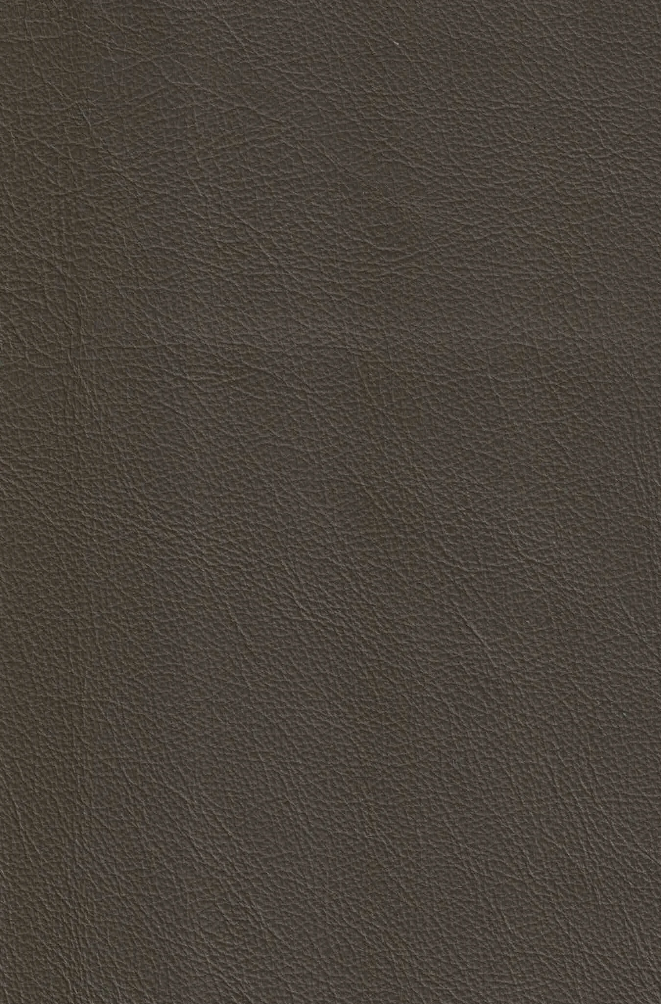 SEGUARO OLIVE.jpg