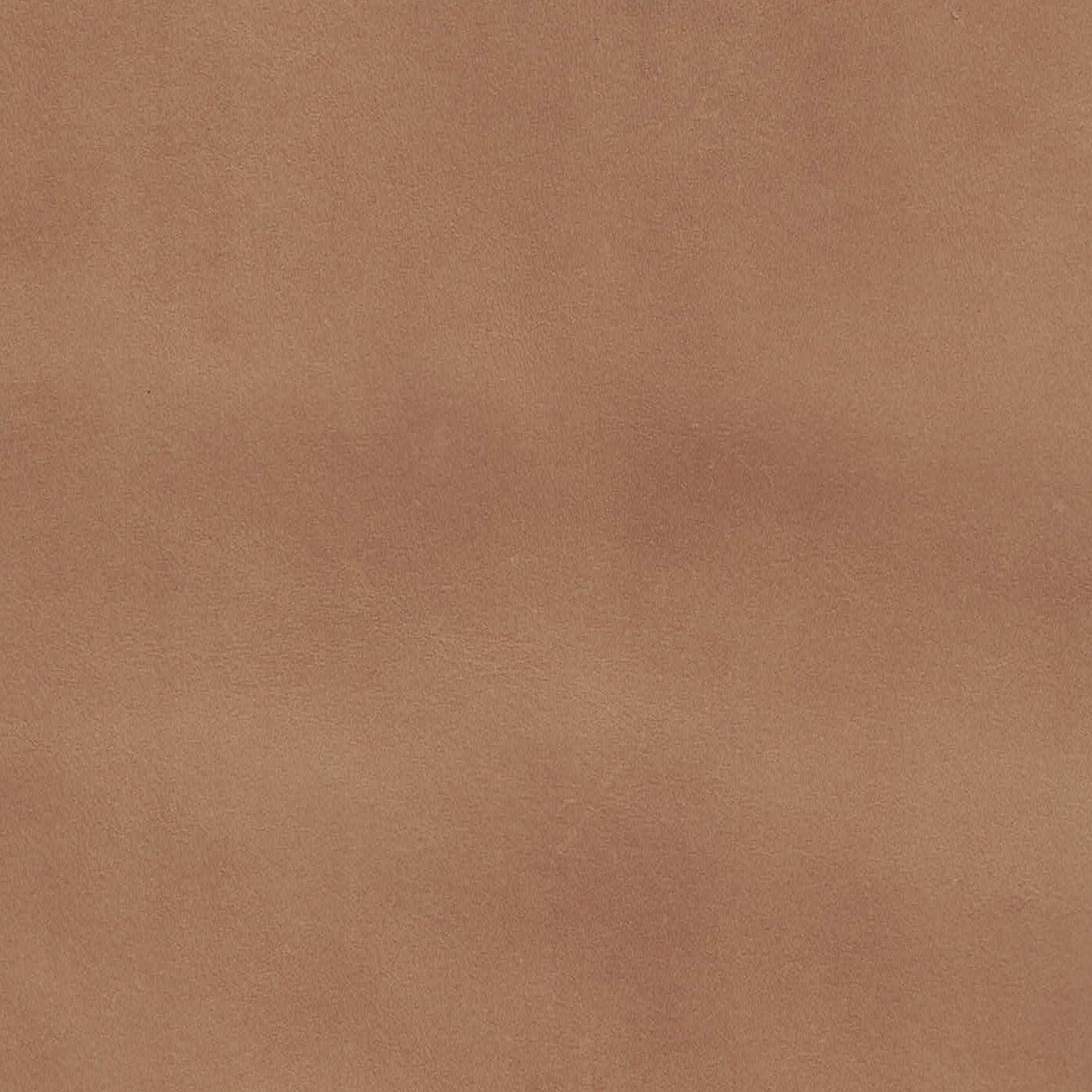 Jewel Camel