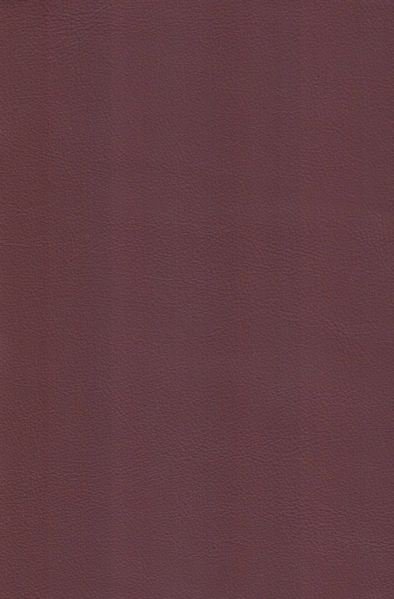 VOYAGE ORCHID.jpg