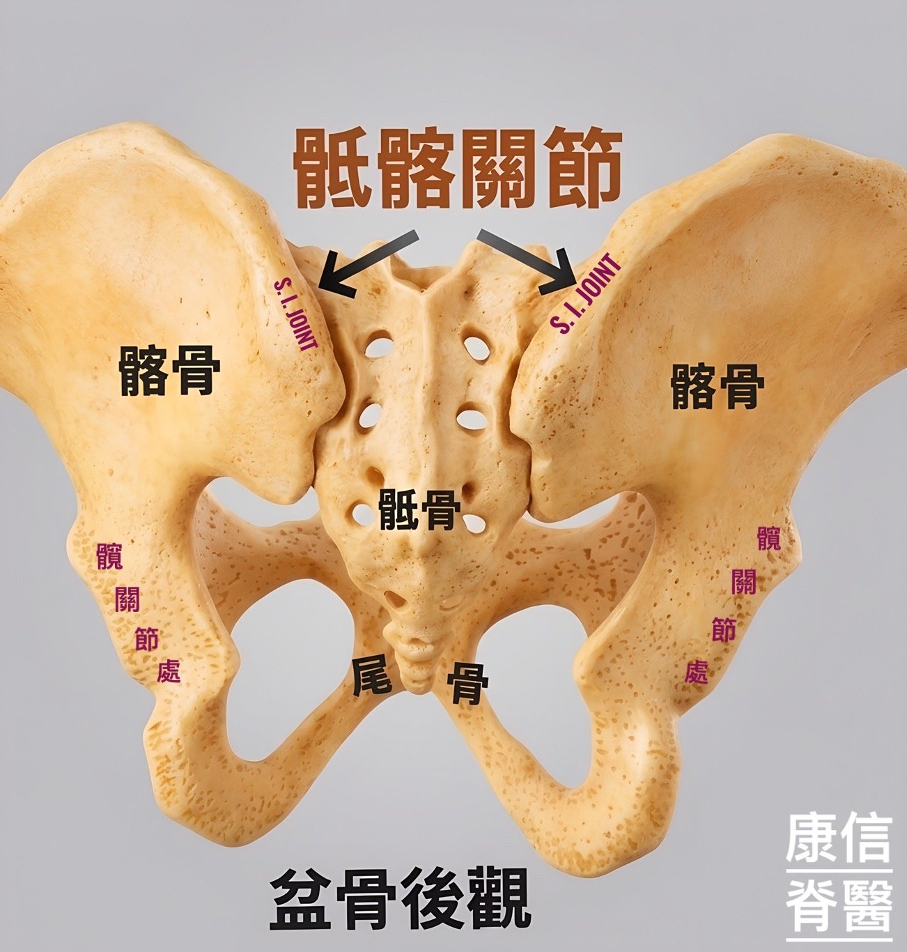 認識盆骨(Pelvis)