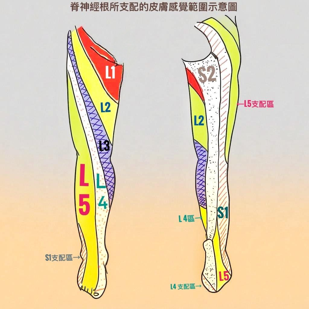 腰部及坐骨神經根感覺支配區