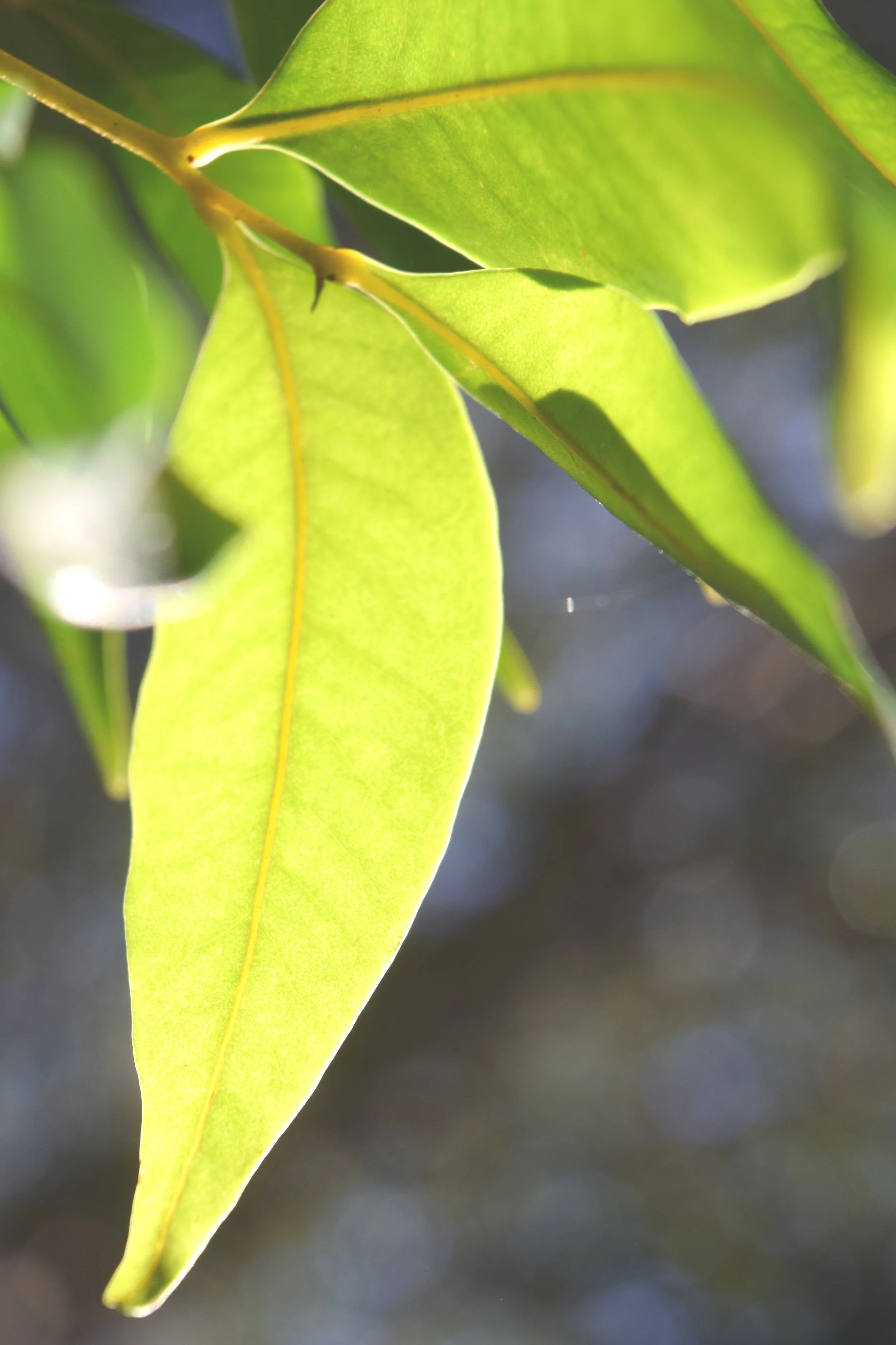Close-up of green eucalyptus leaves with a yellow stem