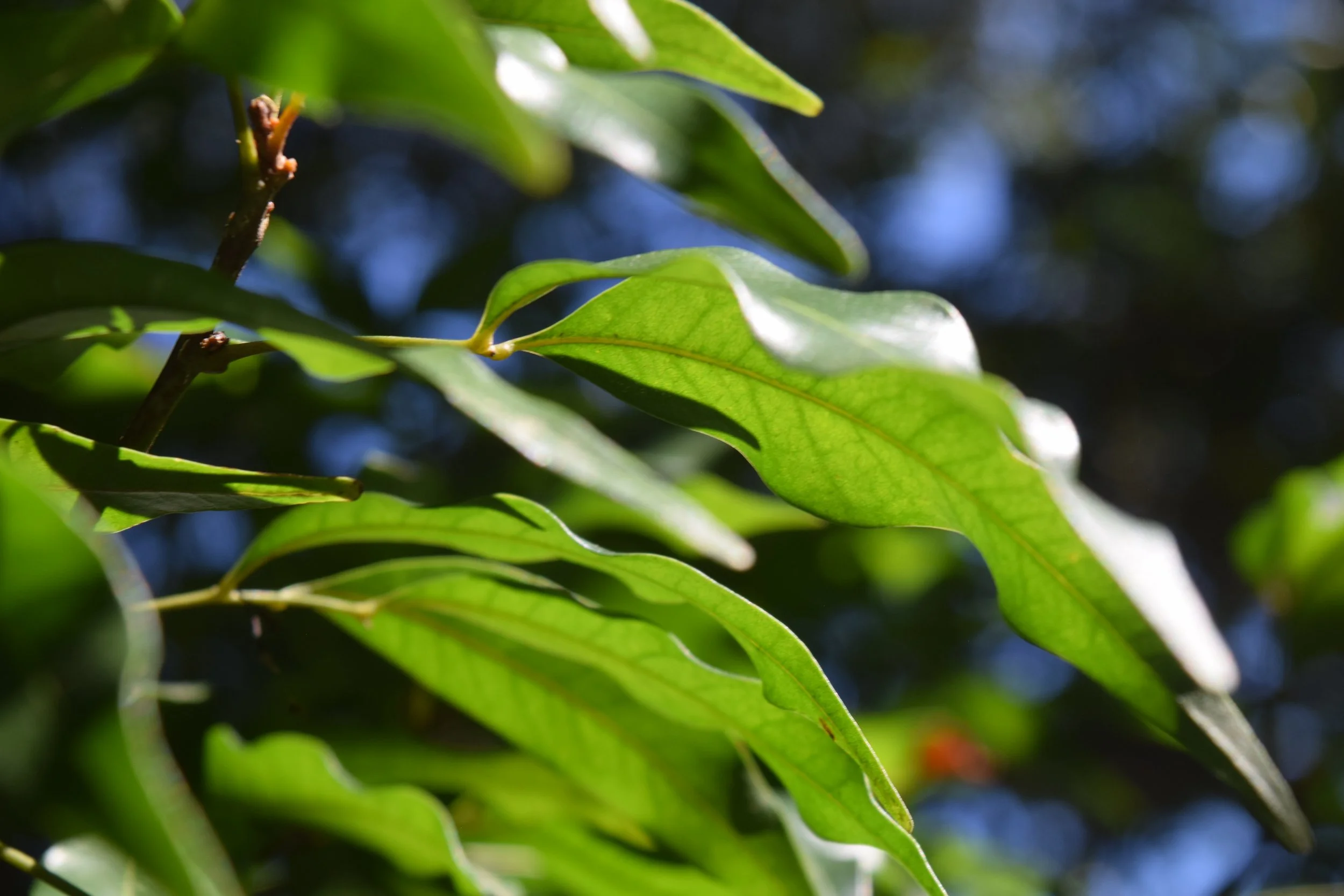 Close-up of green leaves on a tree branch with blurred blue sky in the background.