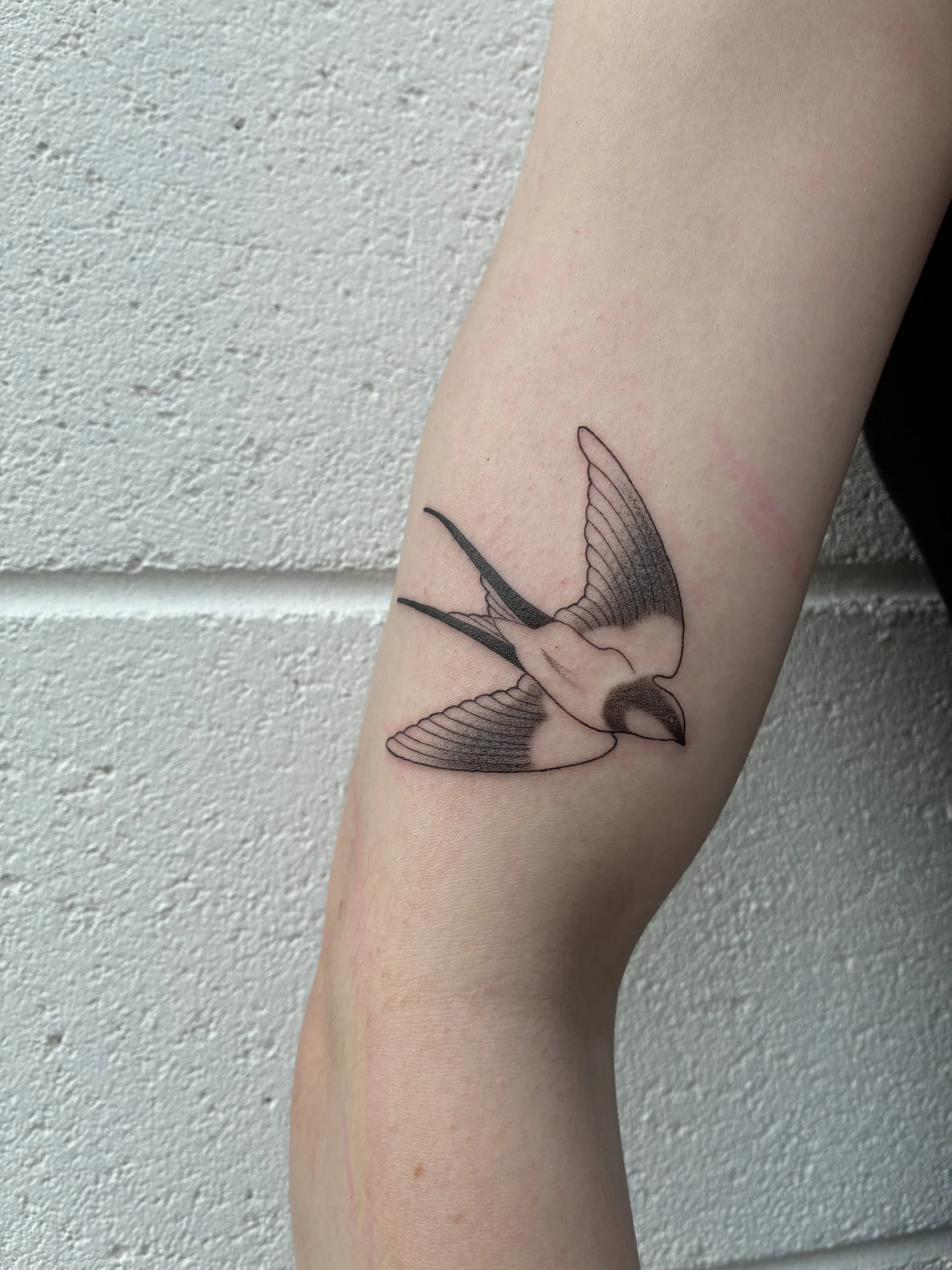 A tattoo of a bird in flight on a person's forearm, with detailed wings and body.
