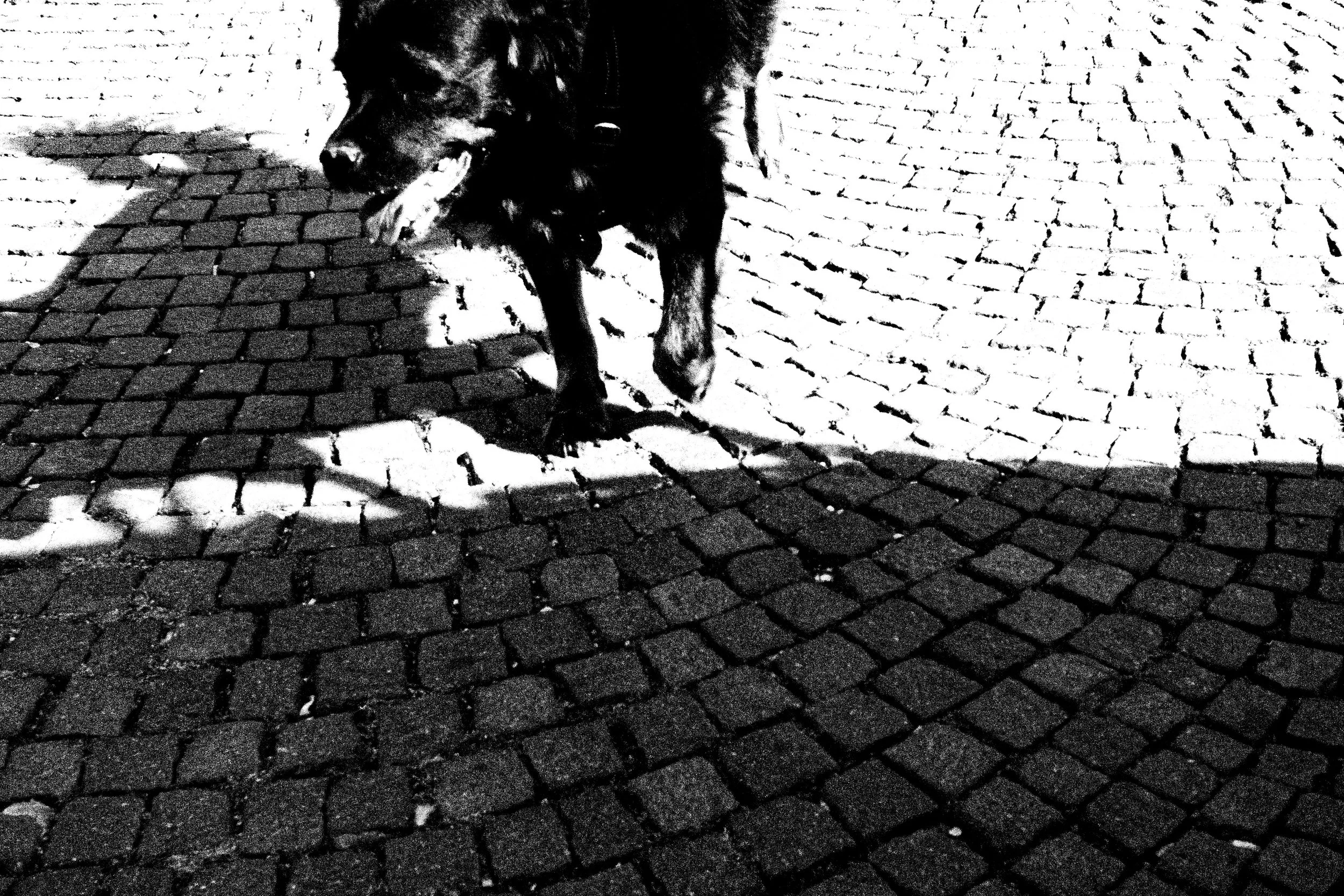 Cane nero con macchie bianche su un pavimento di pietre, in ombra e luce contrastante