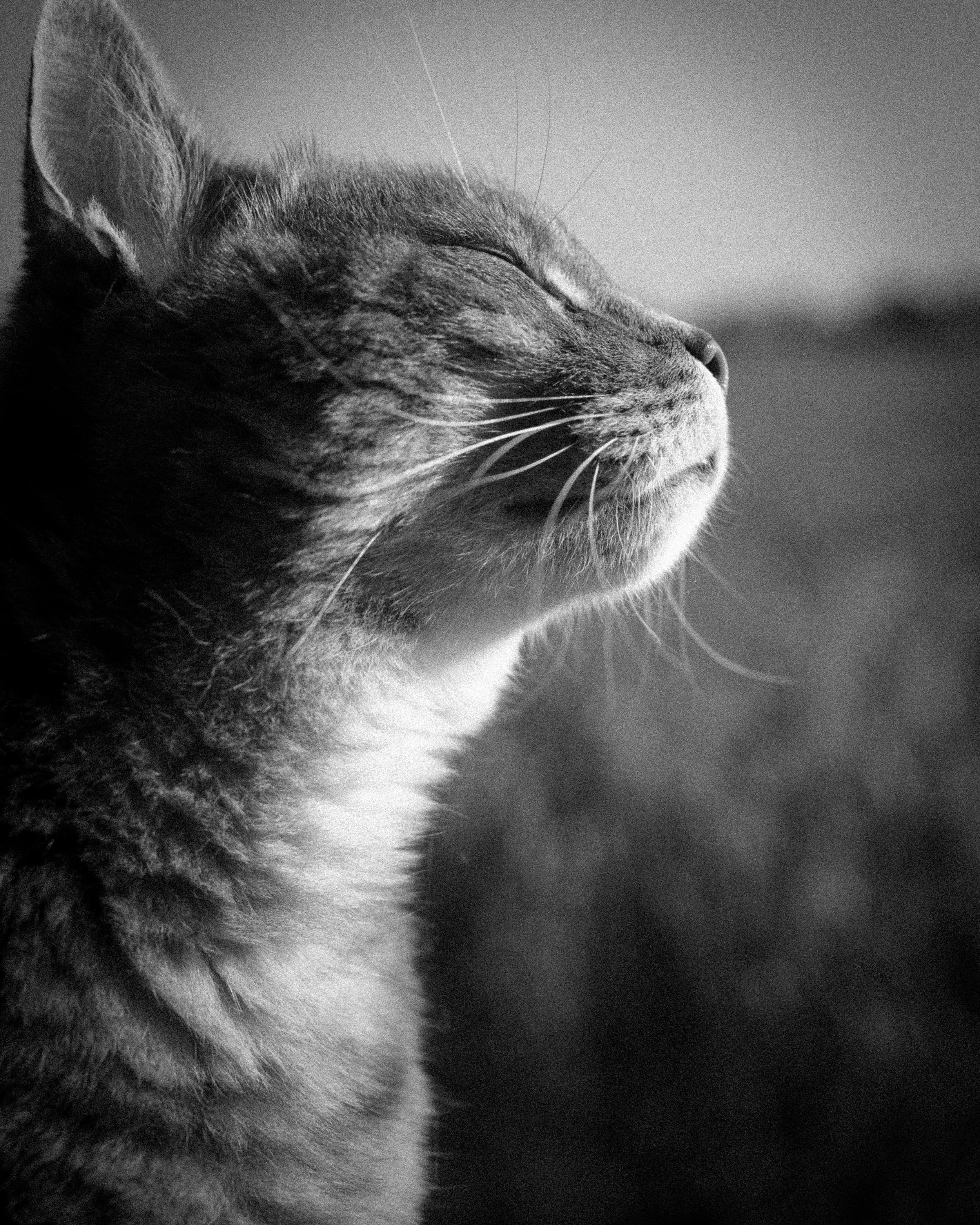 Chicco, in controluce in bianco e nero.