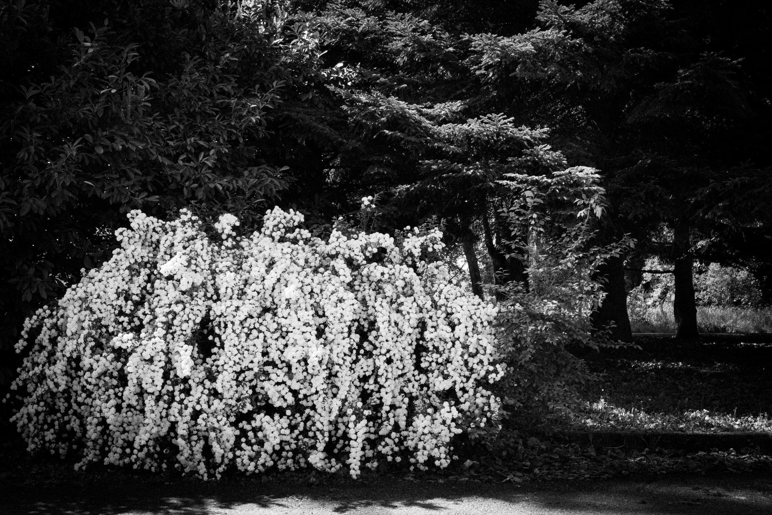 Un cespuglio di fiori bianchi in primo piano, con alberi in ombra sullo sfondo, in un parco o giardino.