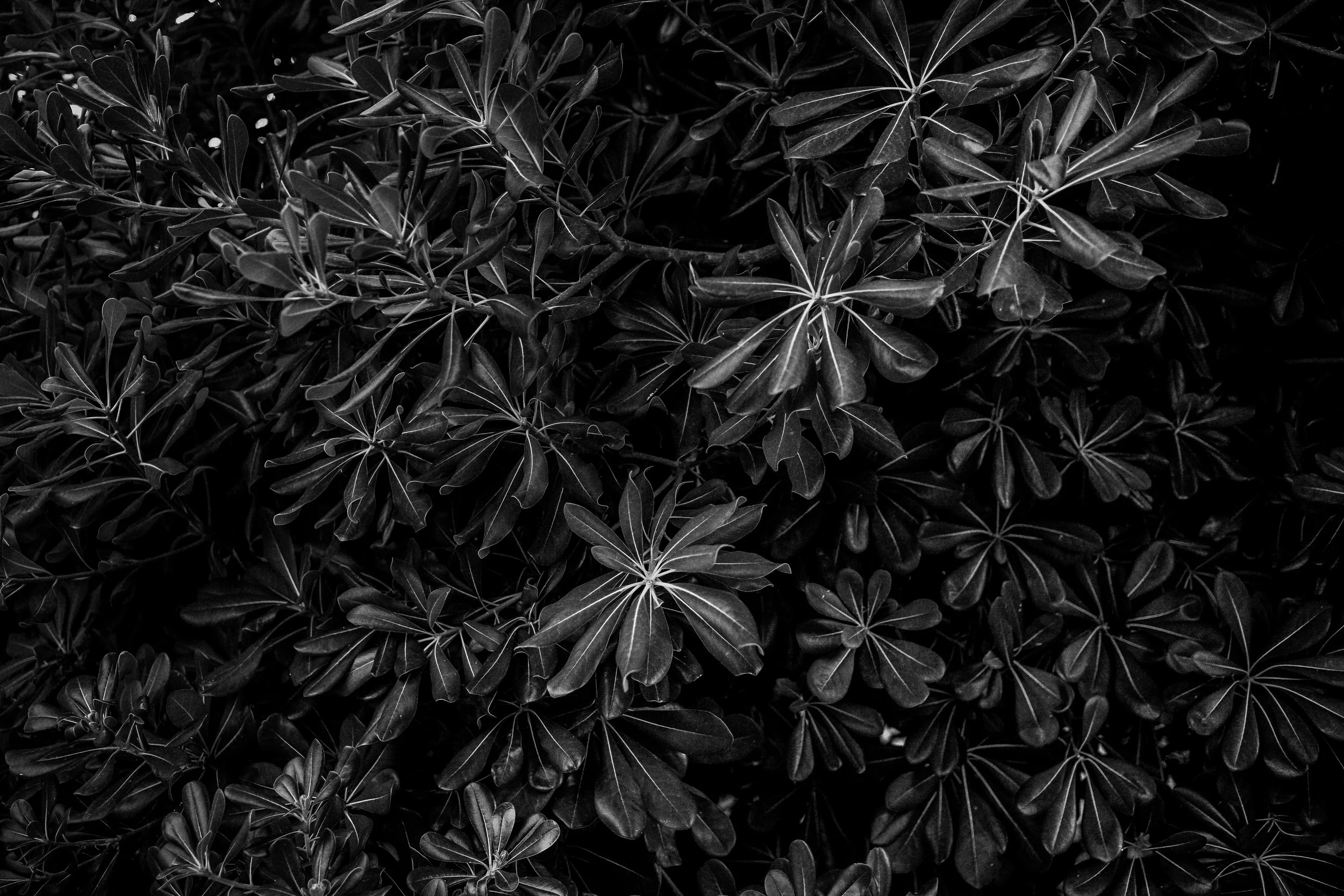 Rami e foglie di un arbusto in bianco e nero.