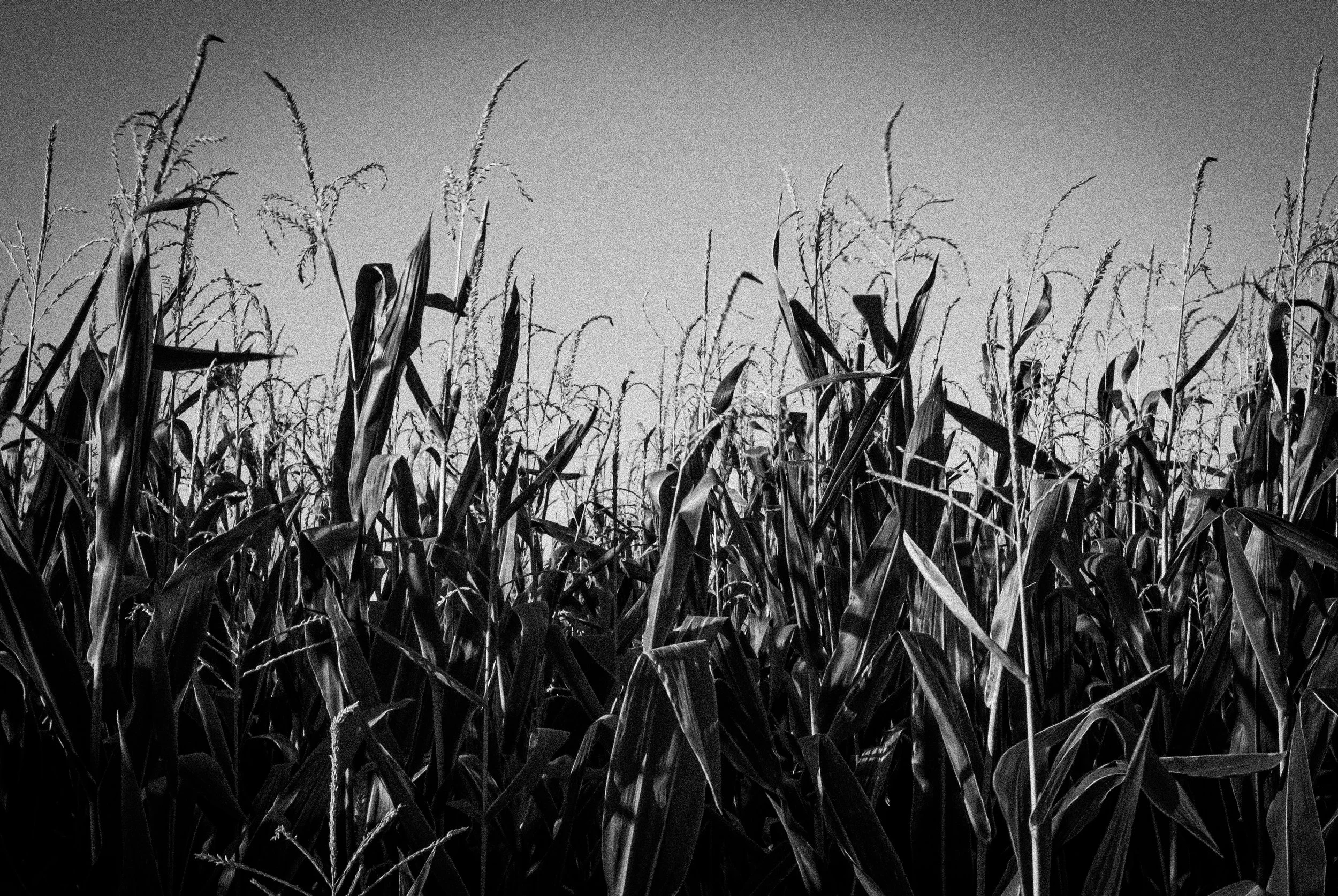 Campo di mais in bianco e nero sotto un cielo senza nuvole.
