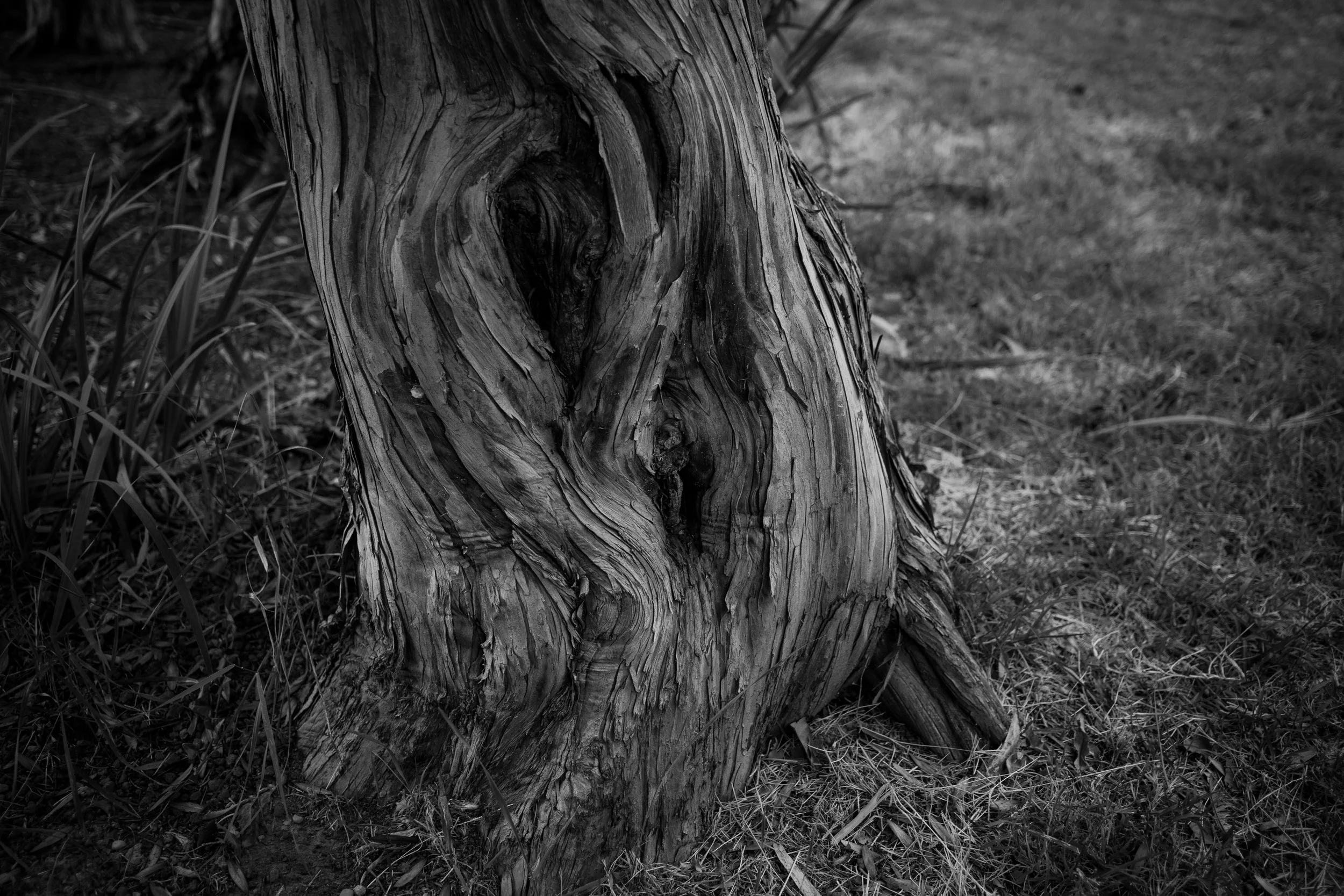 Tronco d'albero in legno con nodi e venature visibili, su sfondo di erba e terreno.