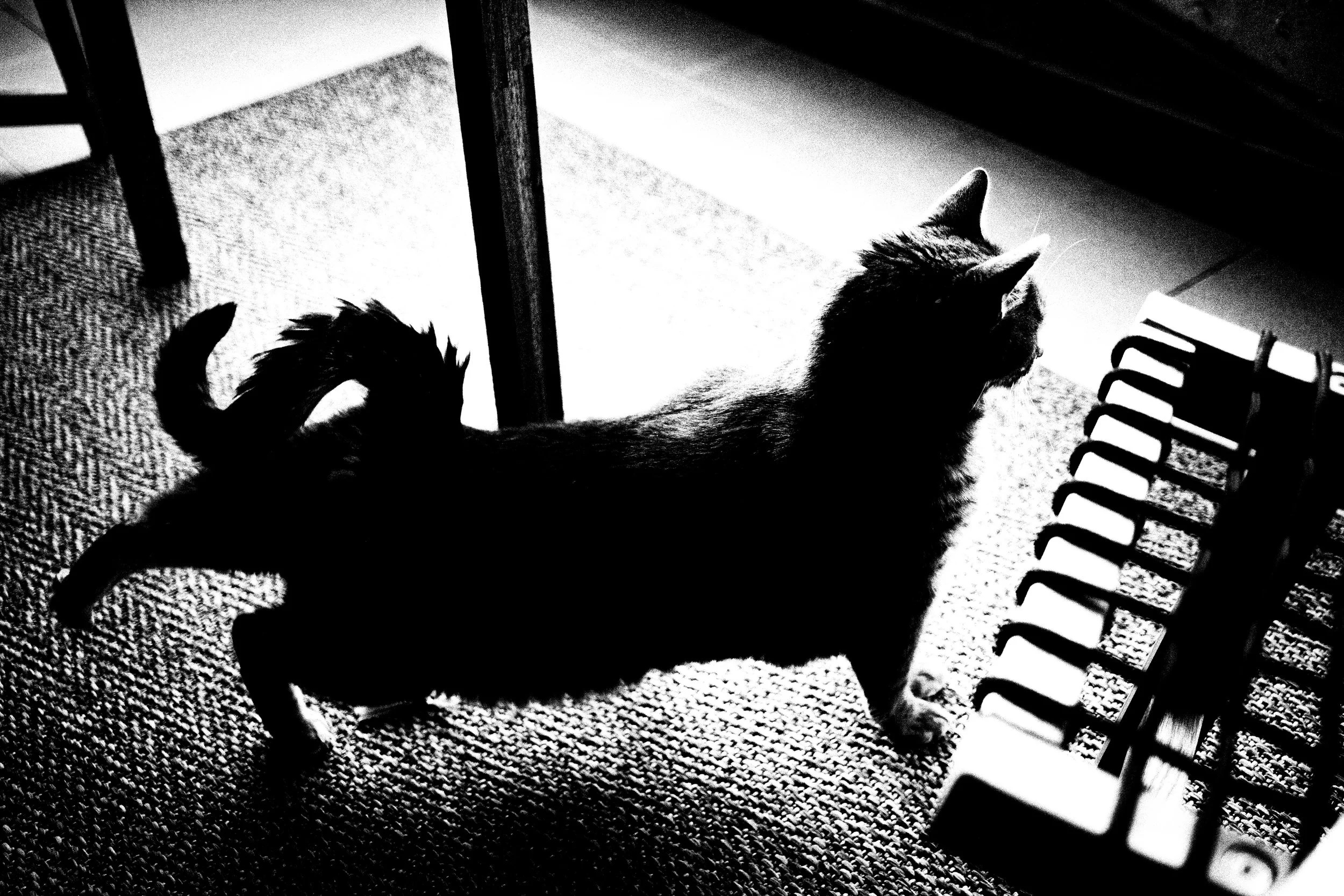 Chicco che si stira.