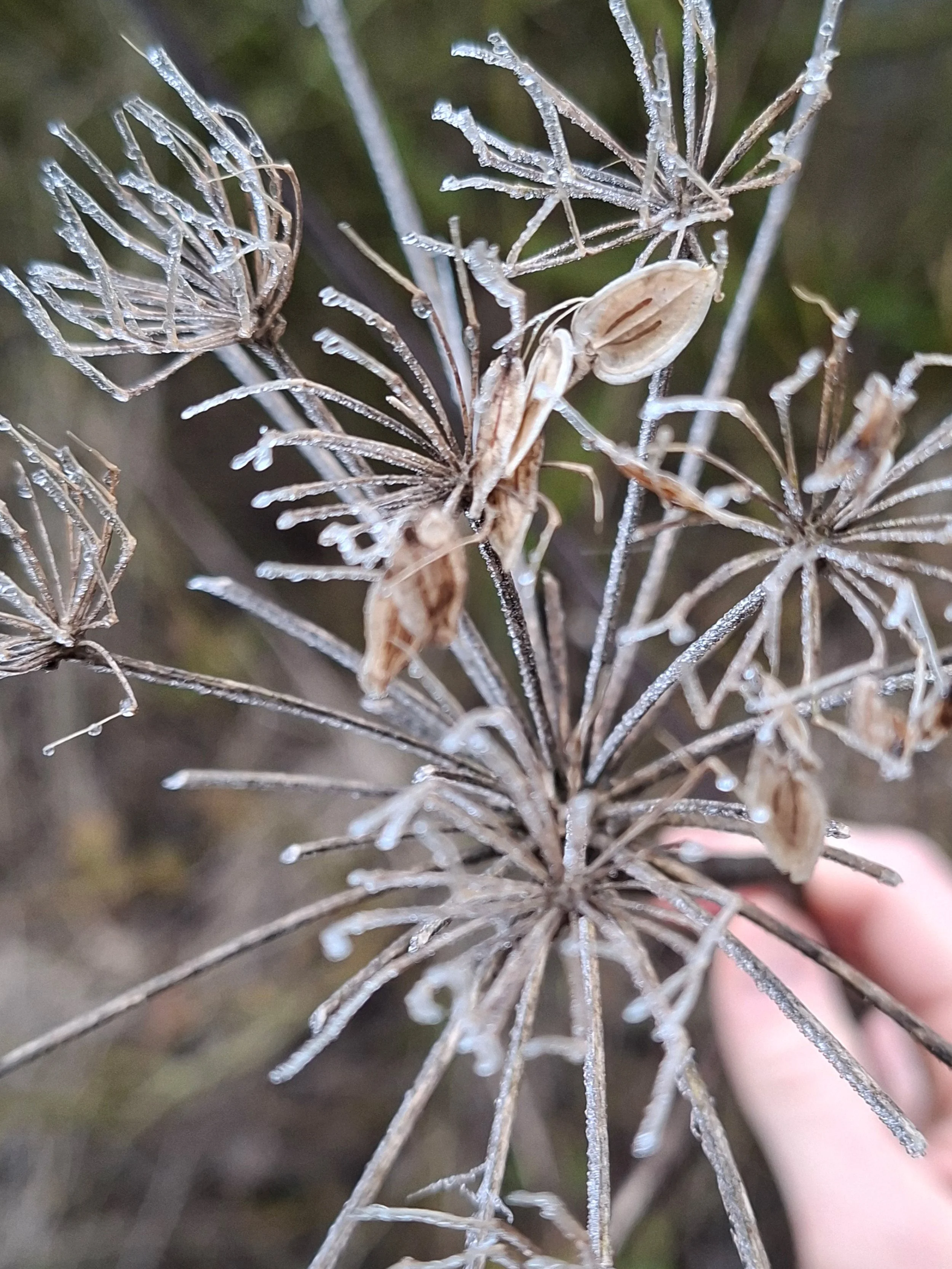 Verwelkte und gefrorene Pflanzen mit frostüberzogenen Samenständen, im Freien.