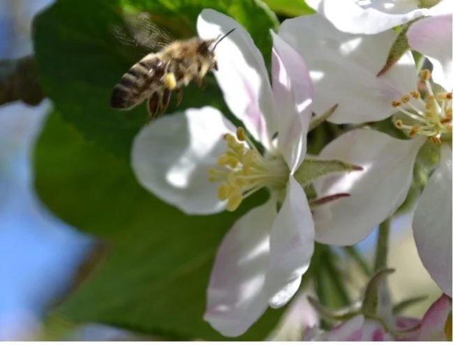 Biodiversität im Unternehmen: Wie Firmen mit kleinen Flächen große Wirkung erzielen