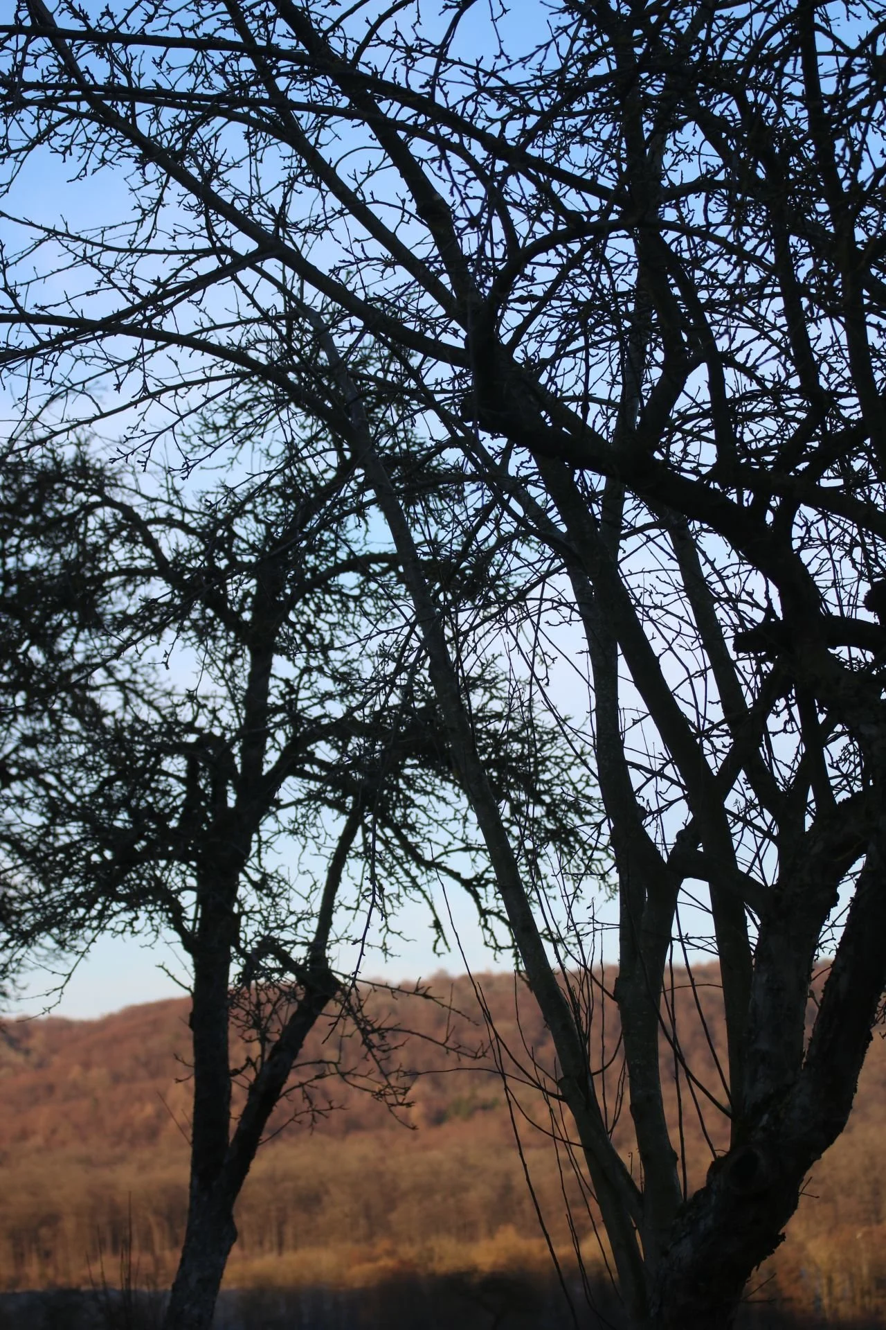Was wir von einem Apfelbaum über Resilienz lernen können