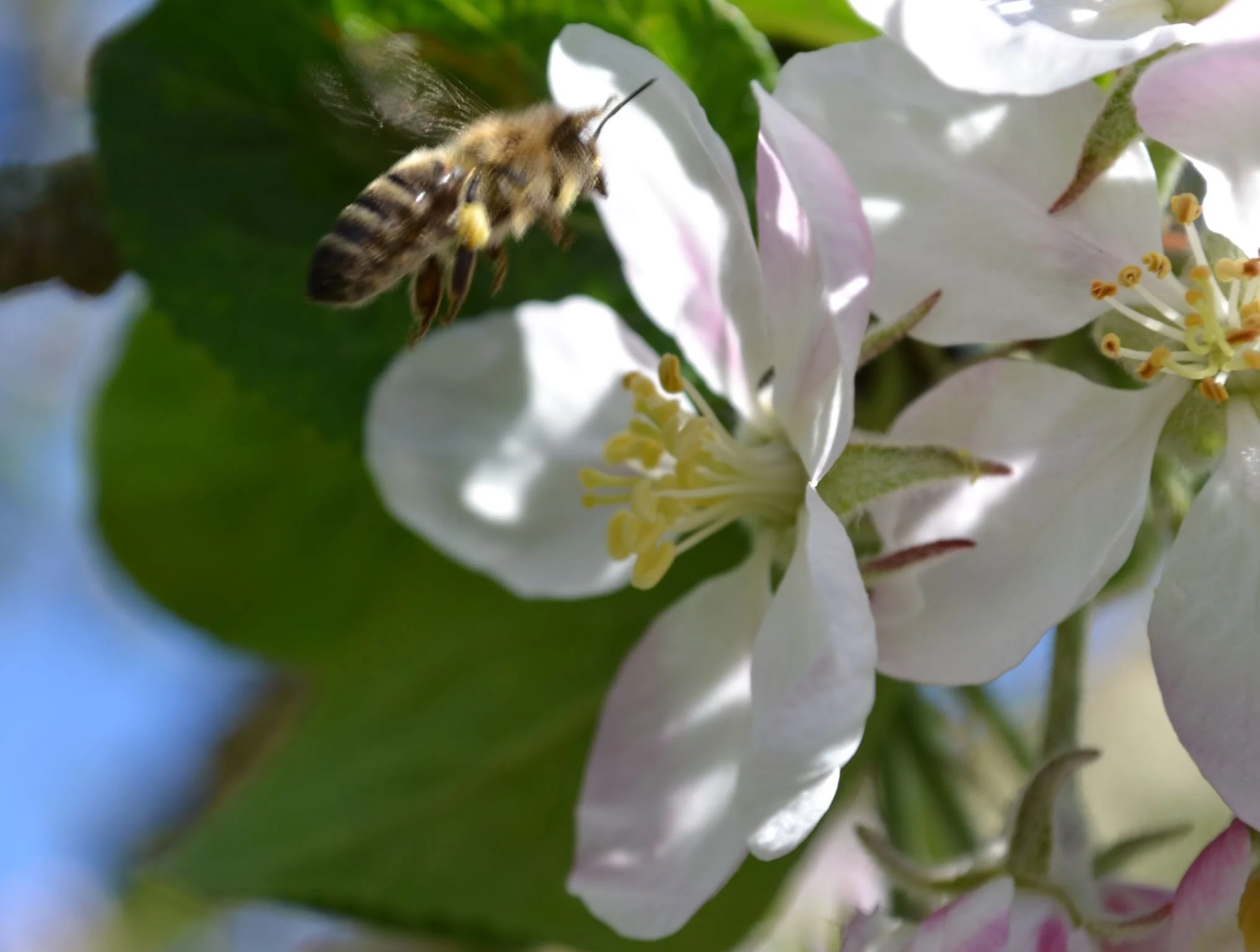 Nachhaltige Firmengelände: 7 konkrete Ideen für mehr Natur im Unternehmen
