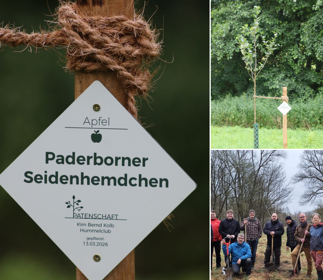 Ihr eigener Baum: Weihnachtsfeier mal anders – Baumpflanzaktion für Ihr Team