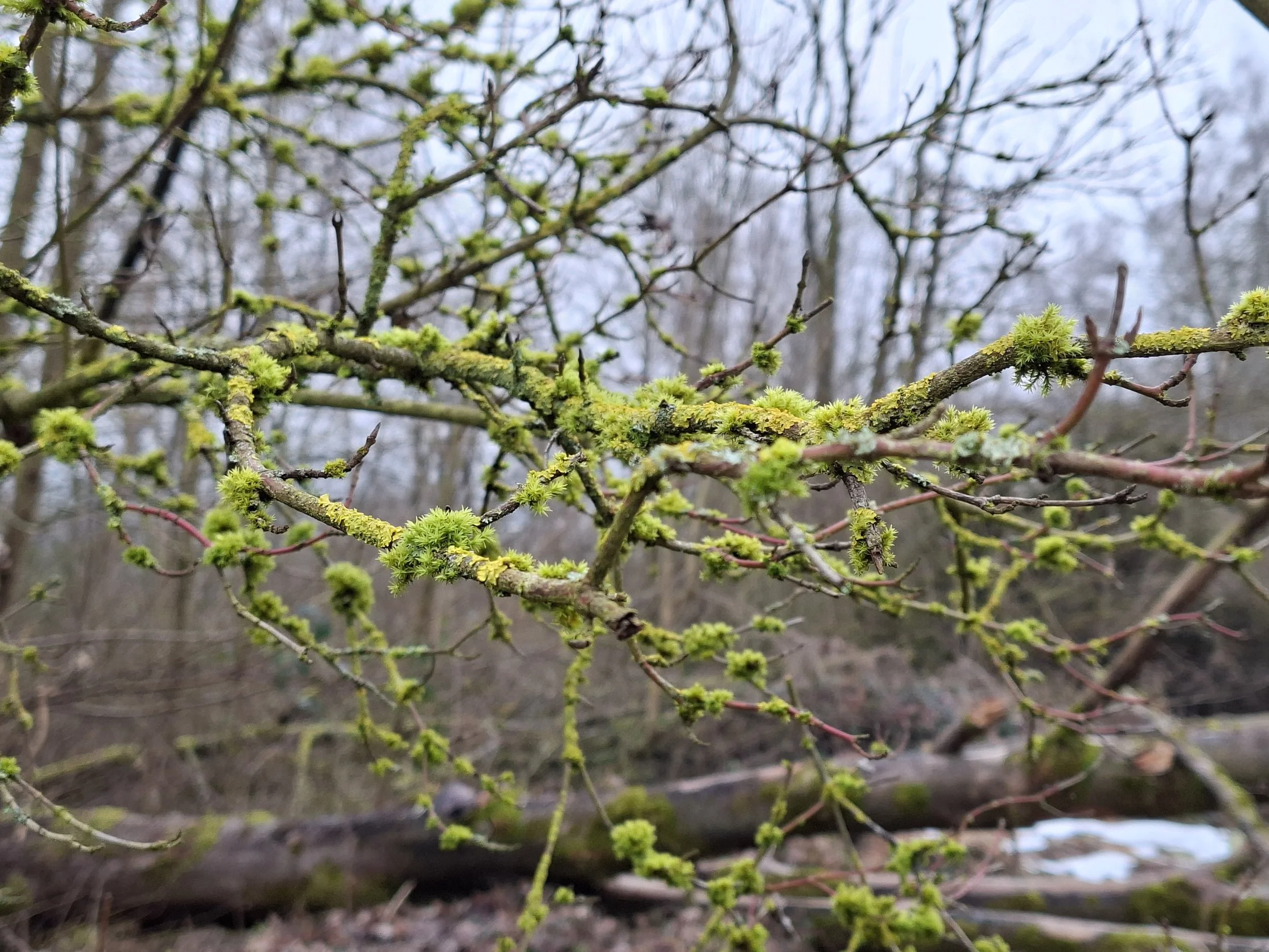 Nahaufnahme von moosbedeckten dünnen Ästen in einem Waldgebiet, im Hintergrund sind weitere Bäume und unscharfe Landschaft zu sehen.