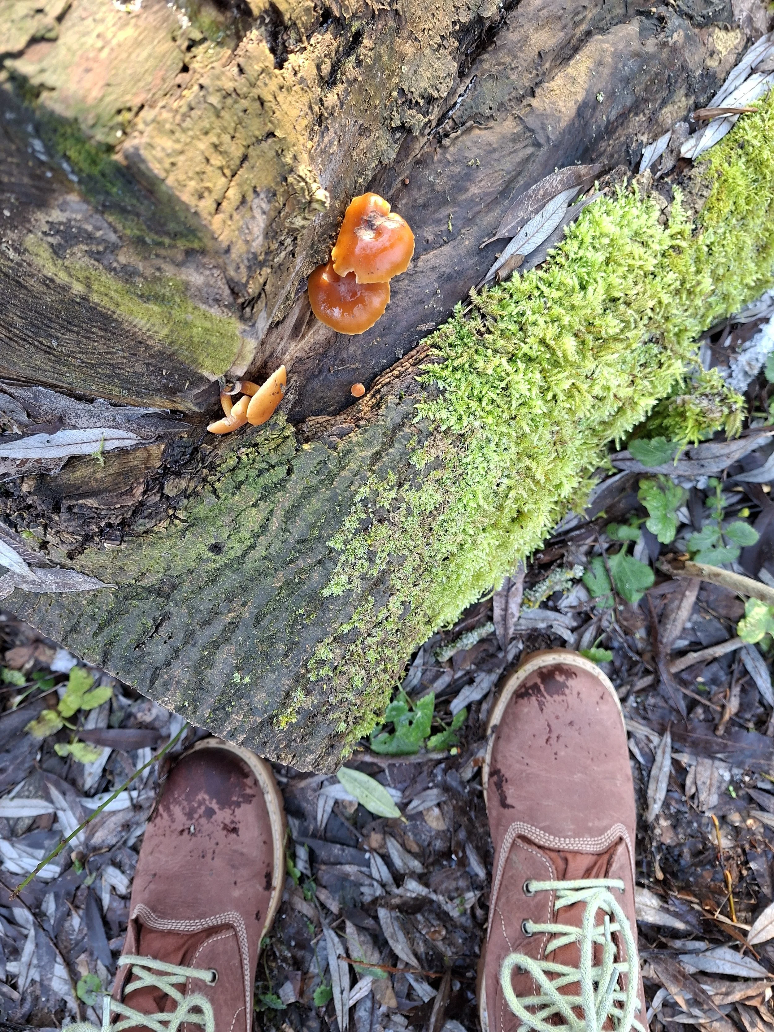Blick nach unten auf den Boden eines Moos- und Laubhains mit braunen Schuhen, einem Stück Baumstamm mit orangefarbenen Pilzen und Moos sowie Blättern.