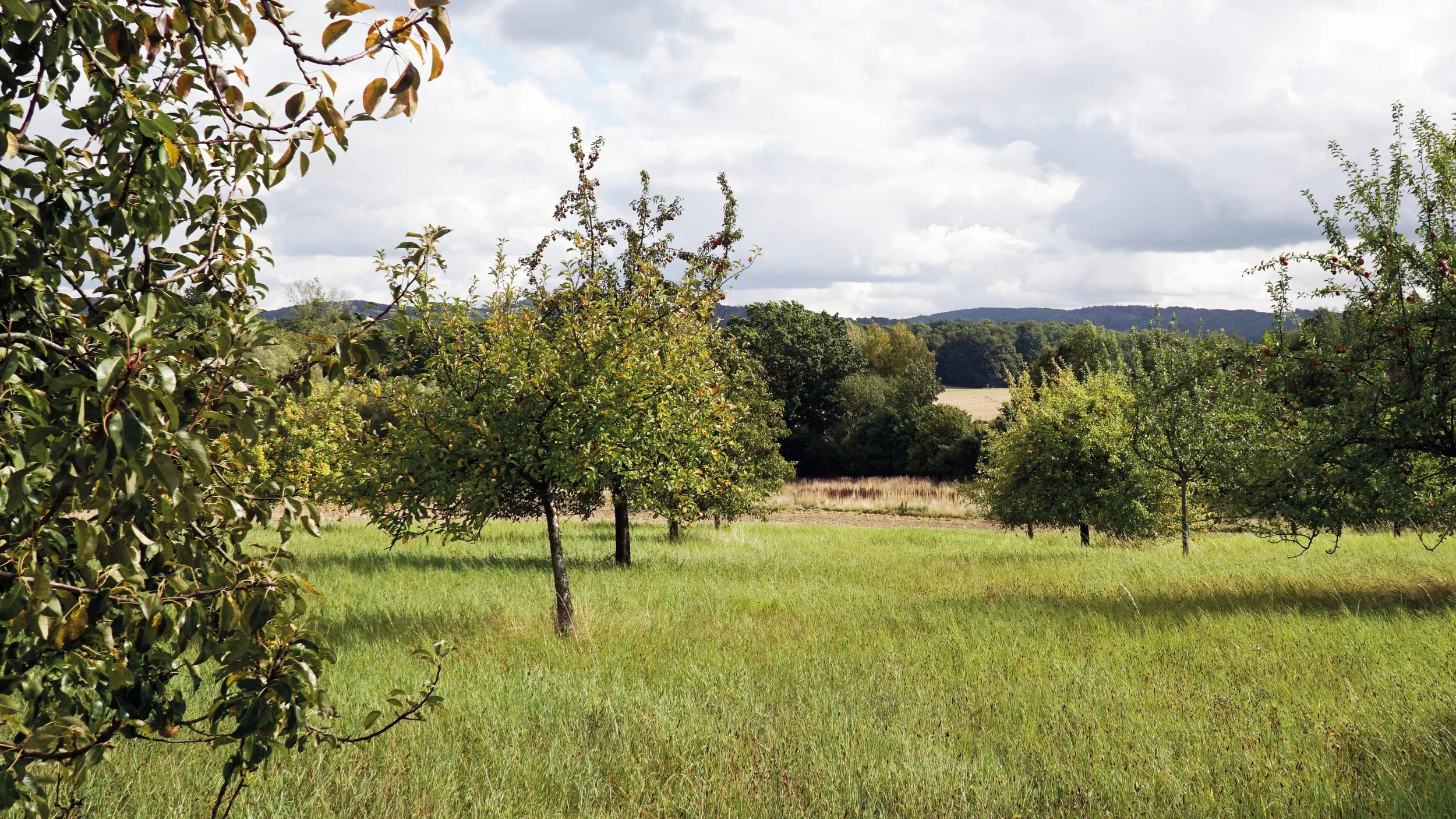 Patenschaft für ein Wiesenareal mit 10 Obstbäumen