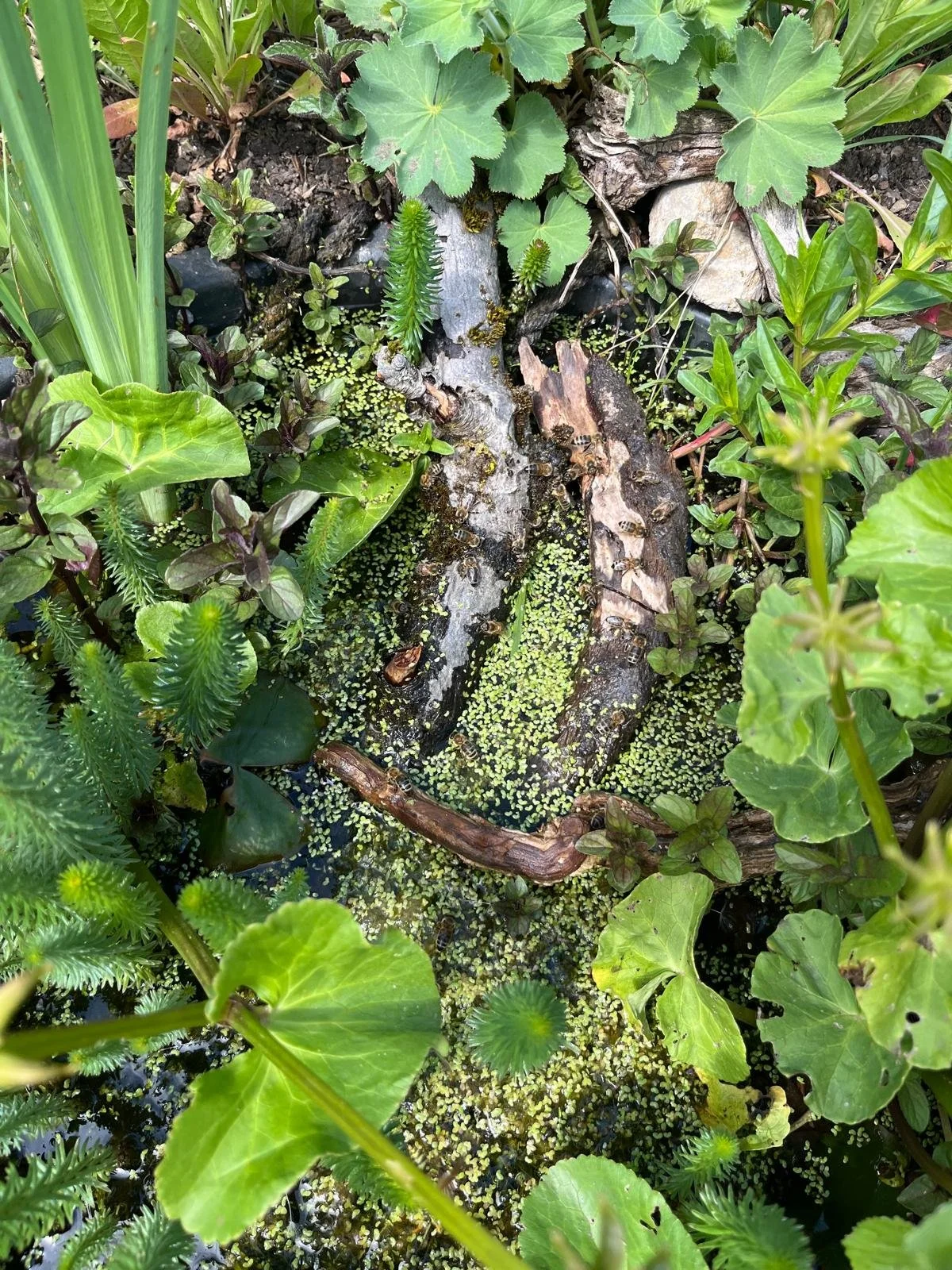 Ein Wasserpflanzen-Teich mit verschiedenen grünen Wasserpflanzen und Algen, in der Mitte ist ein abgestorbener Baumstamm, umgeben von Pflanzen.