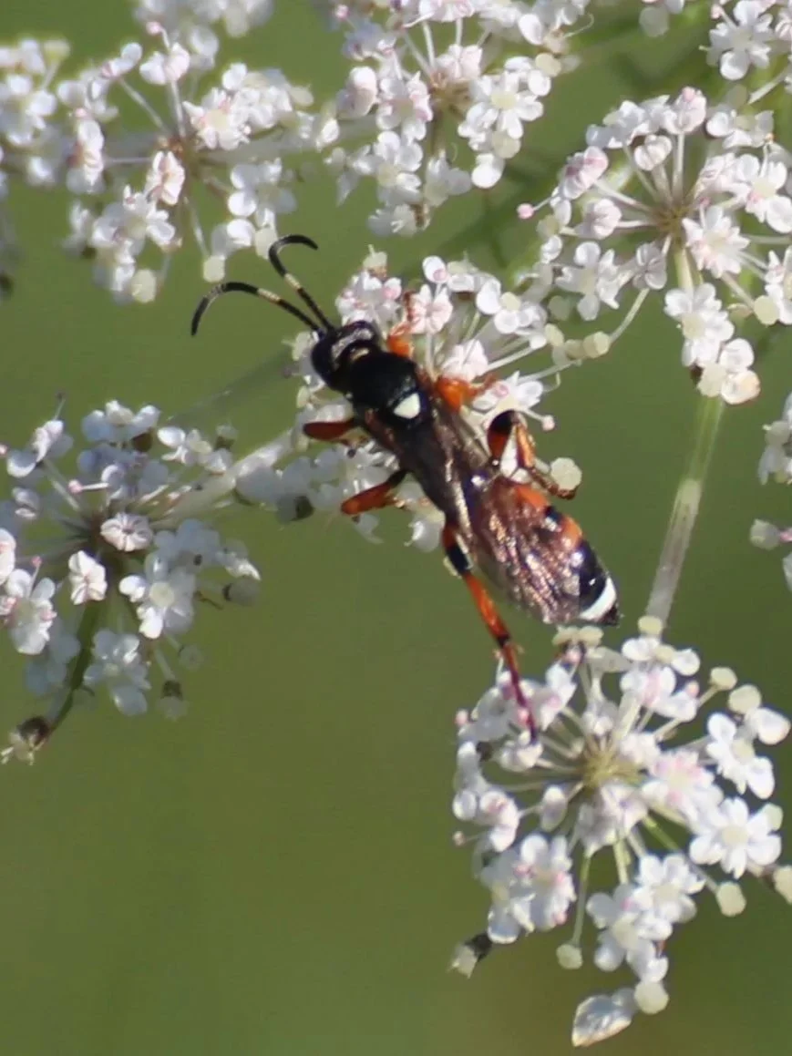 Eine Wespe, die auf weißen Blüten einer Pflanze sitzt.