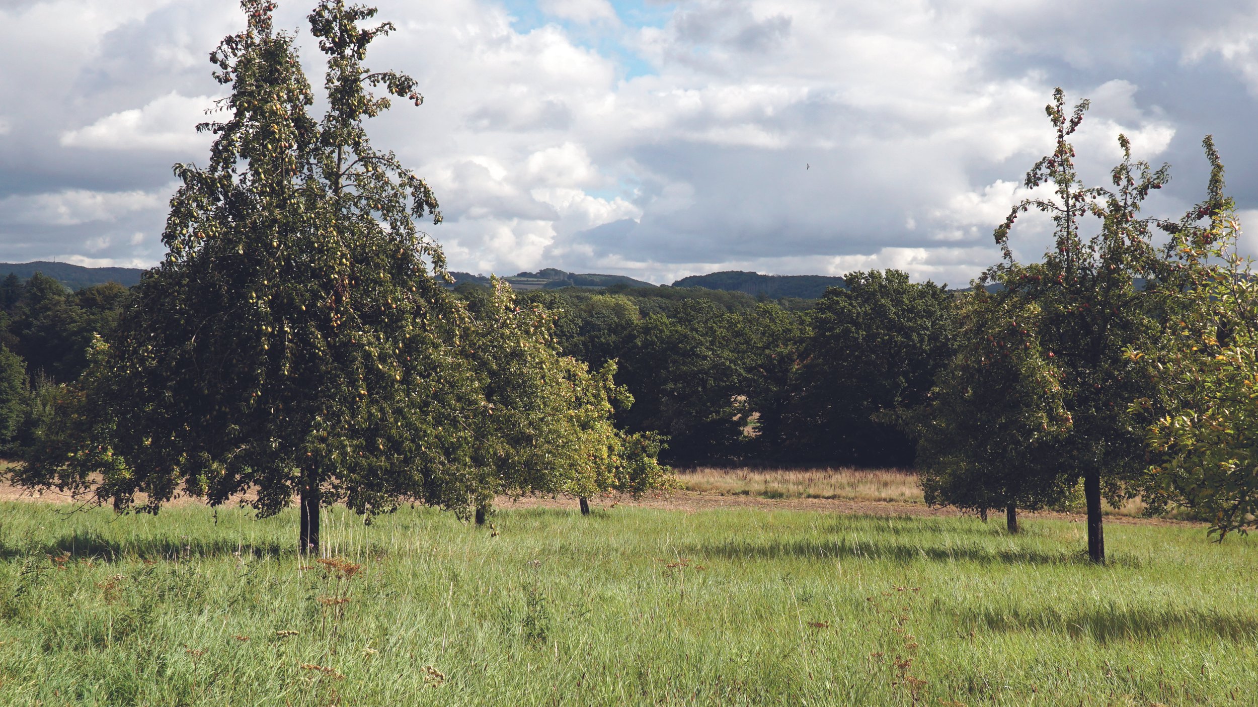 Grünes Feld mit mehreren Obstbäumen unter einem bewölkten Himmel, im Hintergrund Hügel und Wälder.