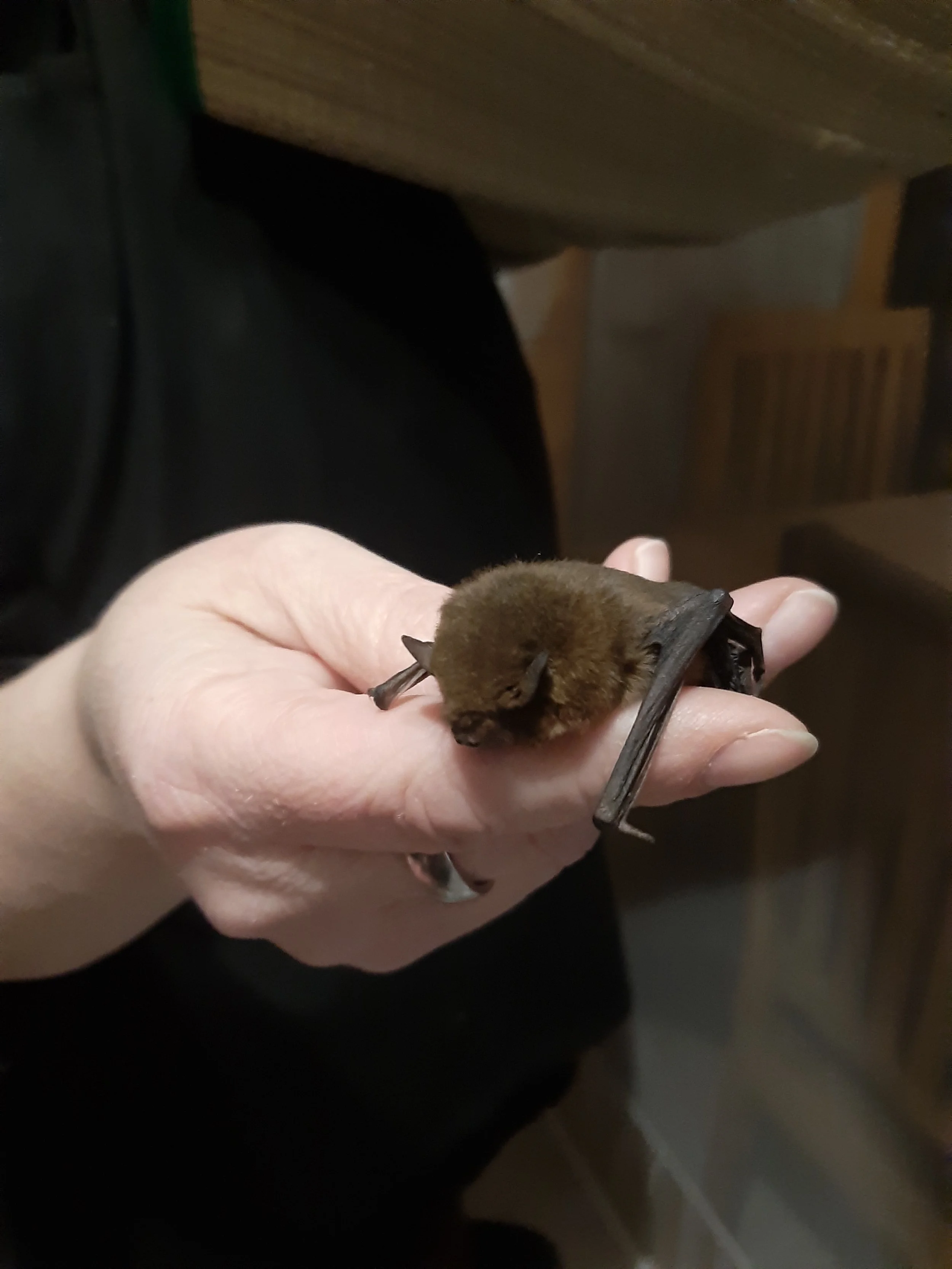 Eine Hand hält eine kleine, braune Fledermaus mit geschlossenen Flügeln.