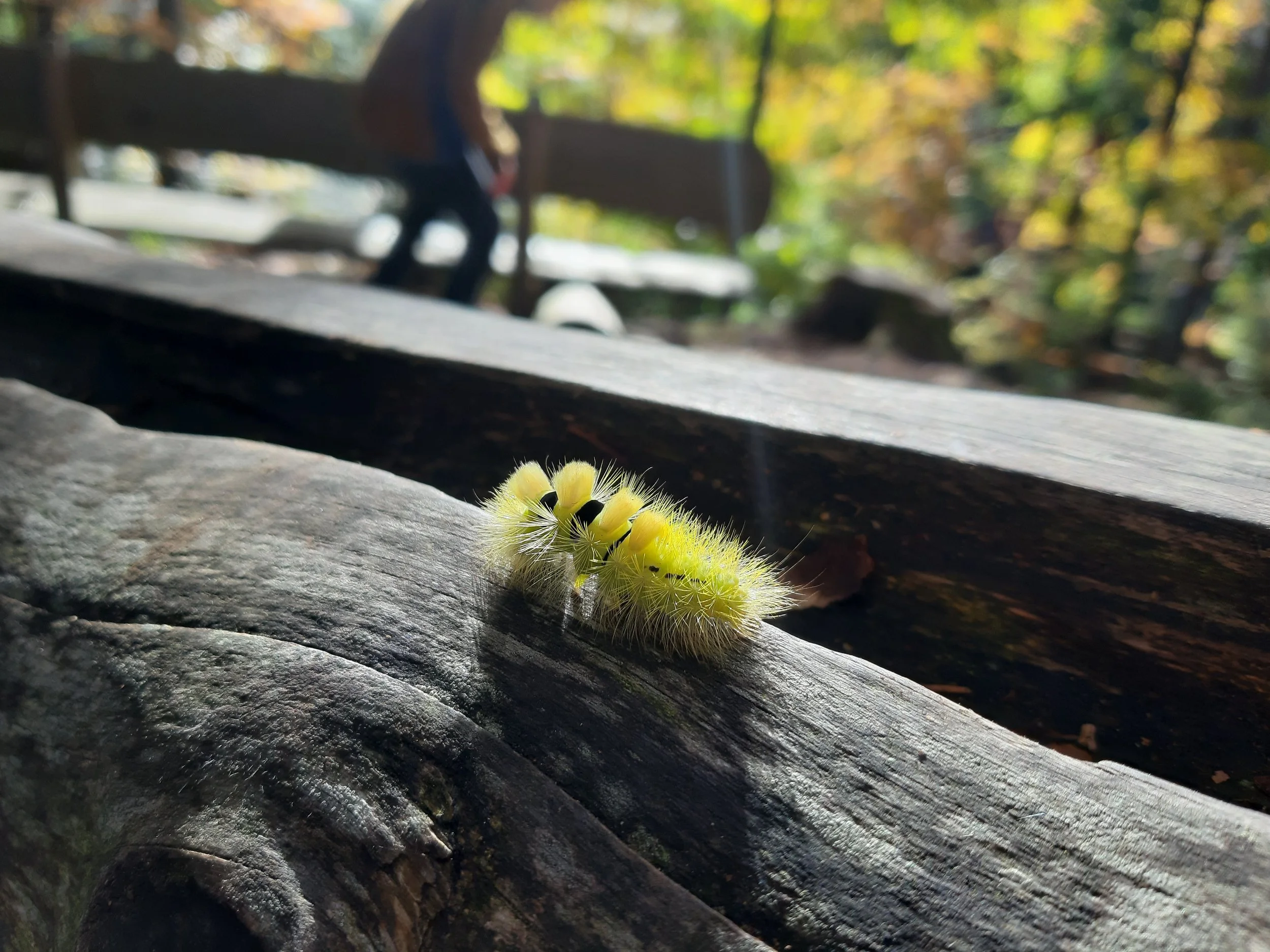 Nahaufnahme einer gelben Raupe mit schwarzen Punkten auf einem Holzstück im Freien, im Hintergrund ist eine Person auf einer Bank im grünen Wald zu sehen.